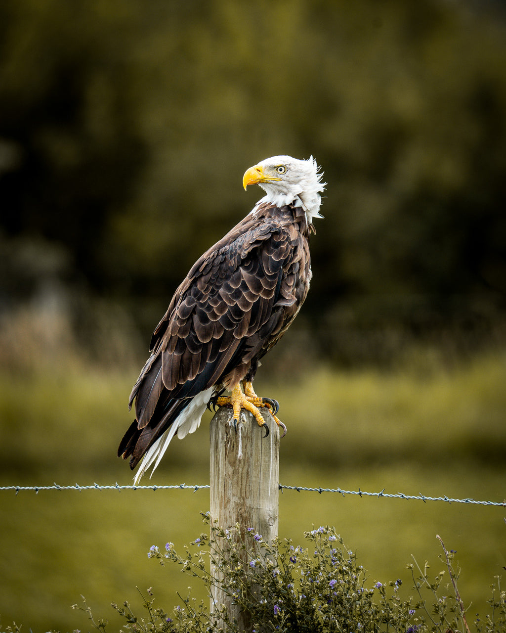 Nothing to Prove | Fine Art Wildlife Photography Print