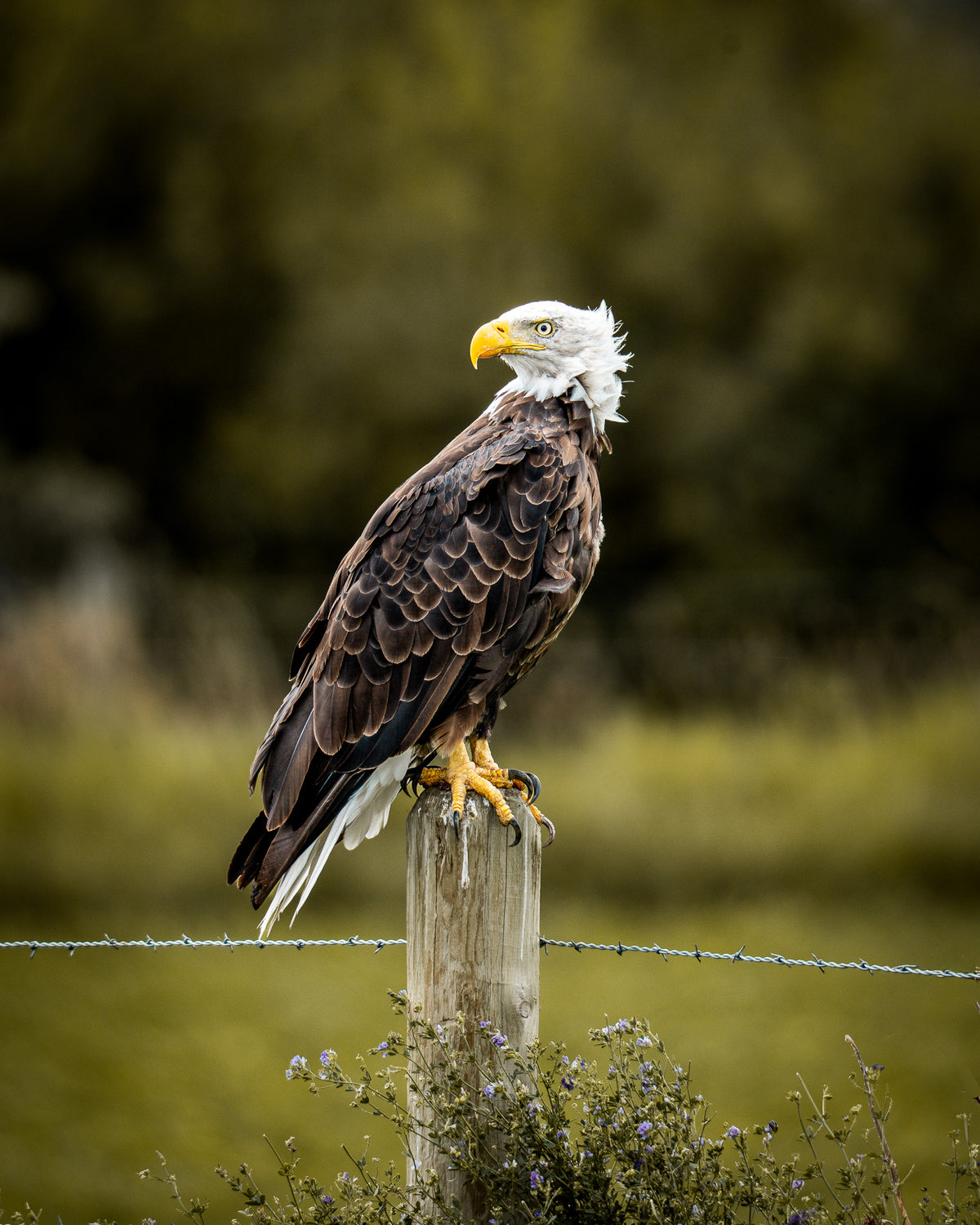 Nothing to Prove | Fine Art Wildlife Photography Print