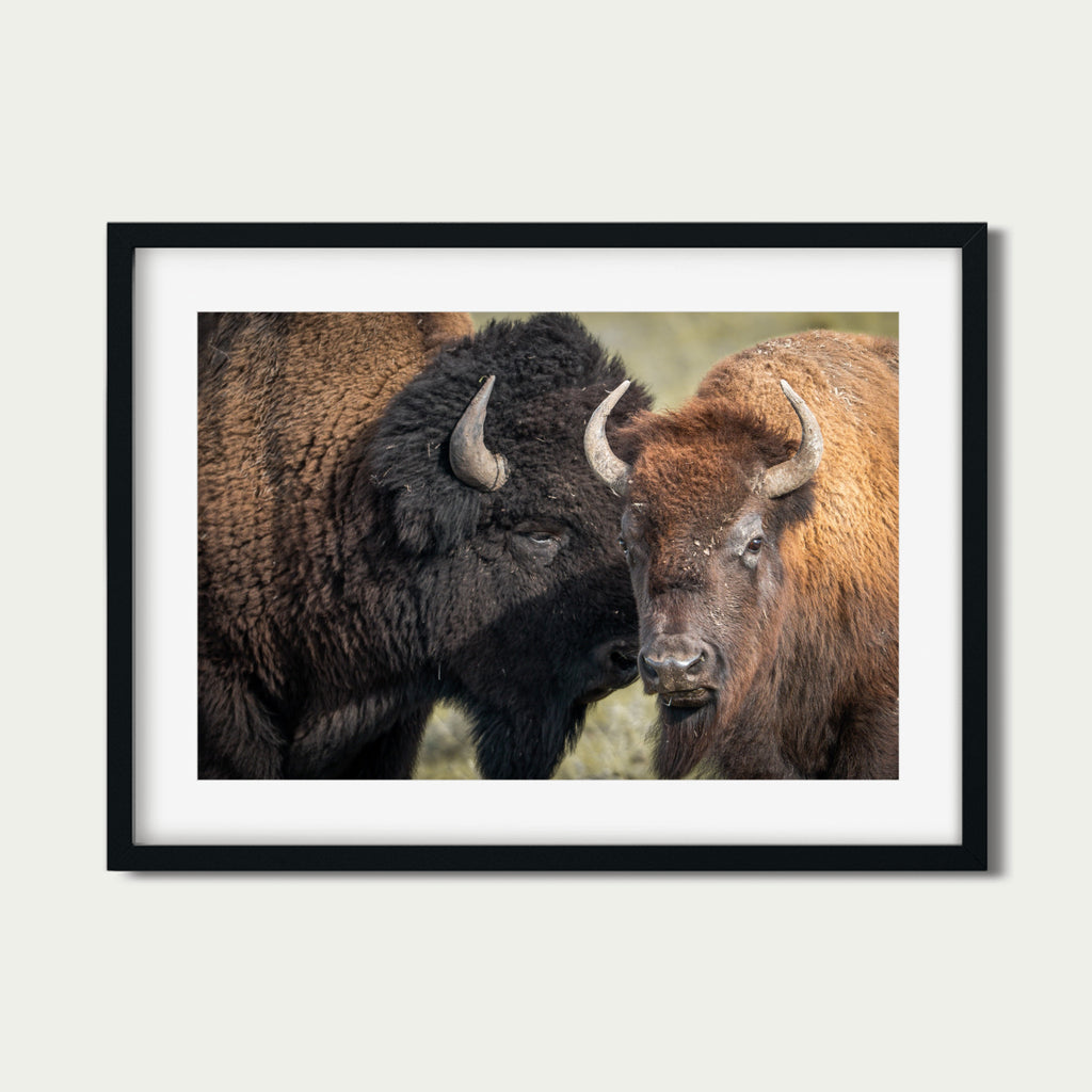 Only We Know | Bison Fine Art Photography