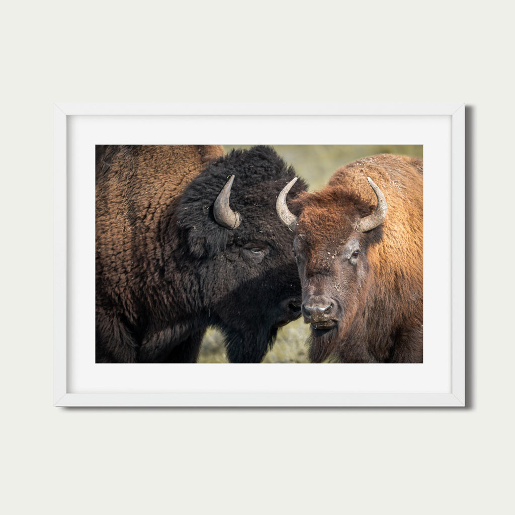 Only We Know | Bison Fine Art Photography