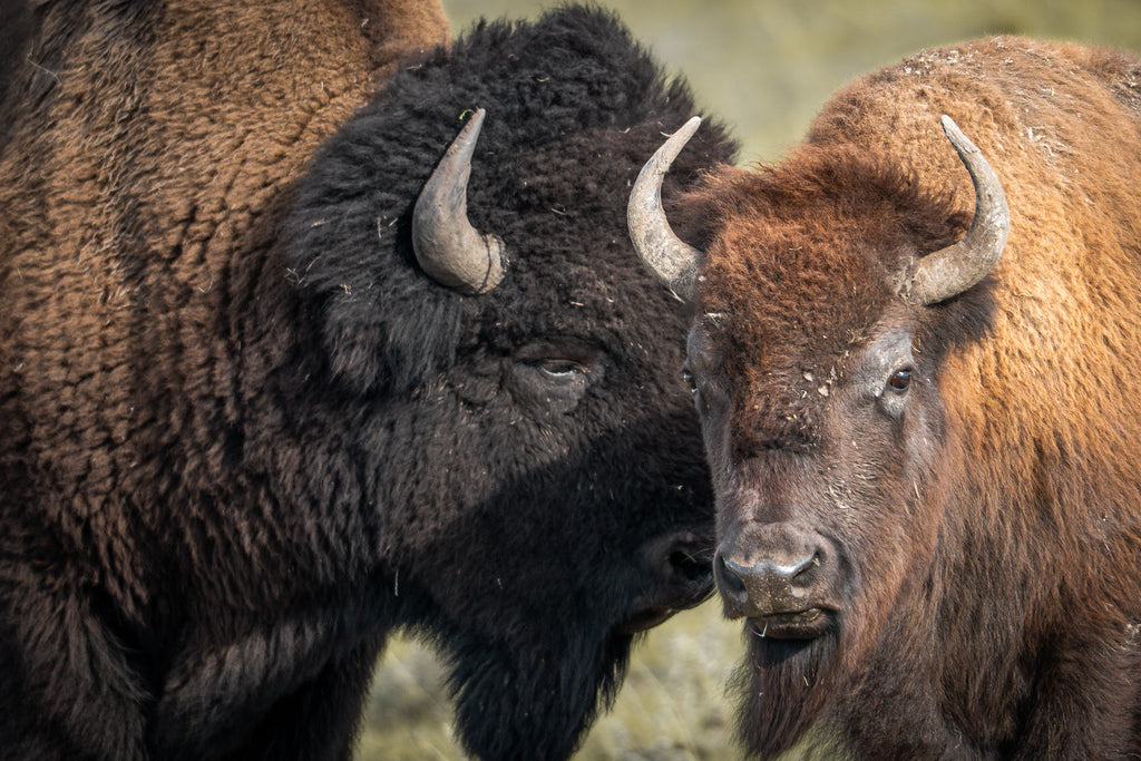 Only We Know | Bison Fine Art Photography