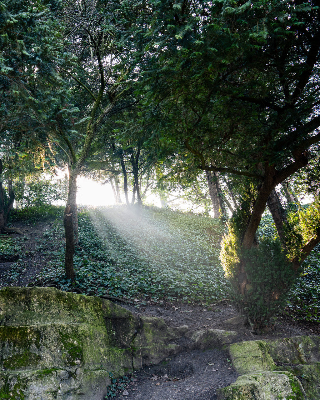 The Path in Paris – Tranquil Fine Art Forest Photography Print