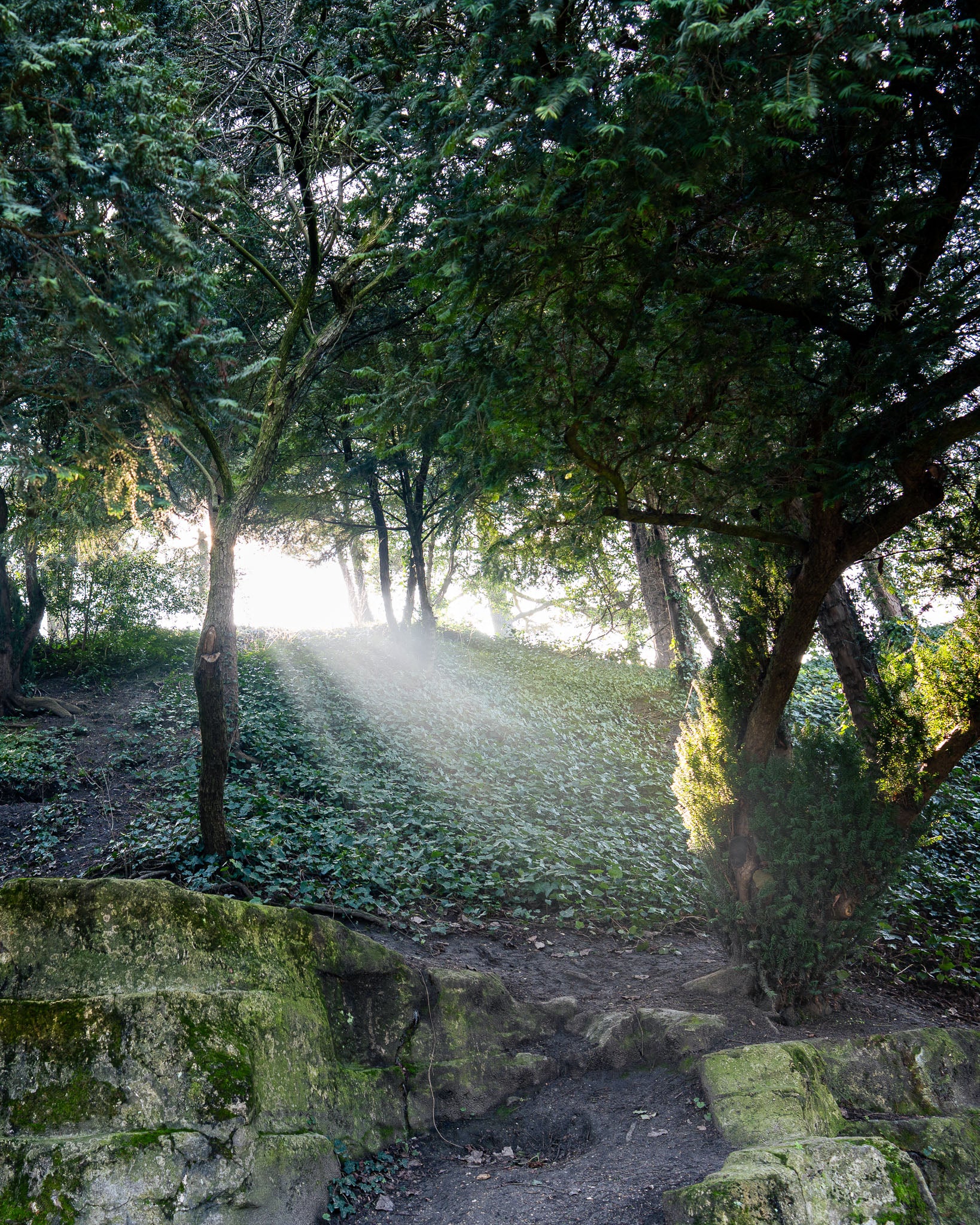 The Path in Paris – Tranquil Fine Art Forest Photography Print