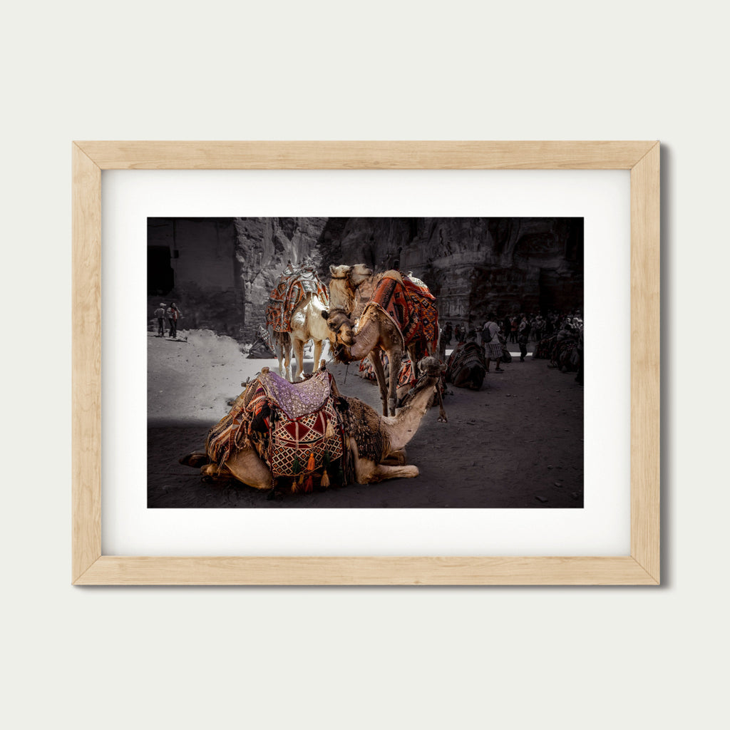 Rest in Petra – Camel Portraits in Petra, Jordan | Middle Eastern Fine Art Photography