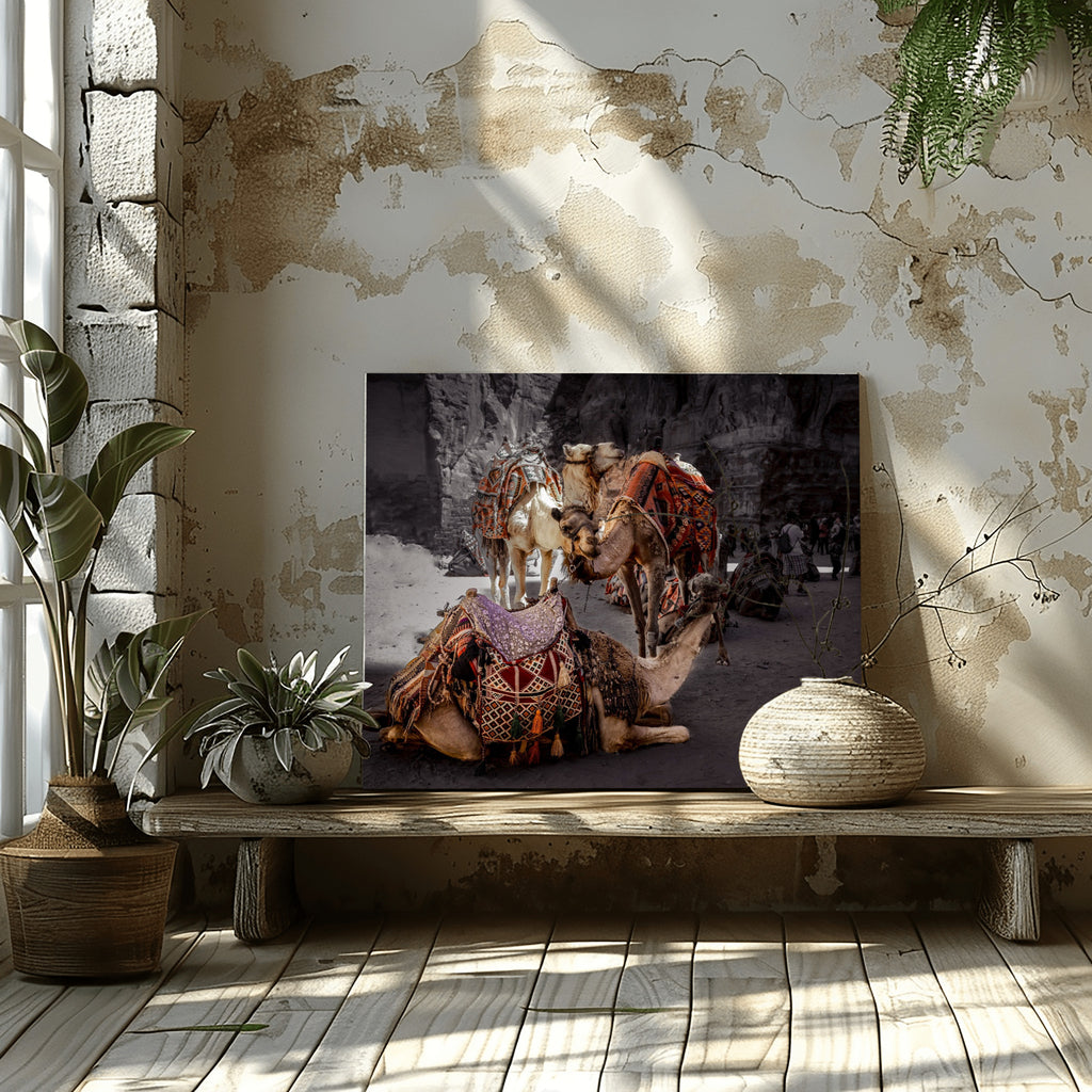 Rest in Petra – Camel Portraits in Petra, Jordan | Middle Eastern Fine Art Photography