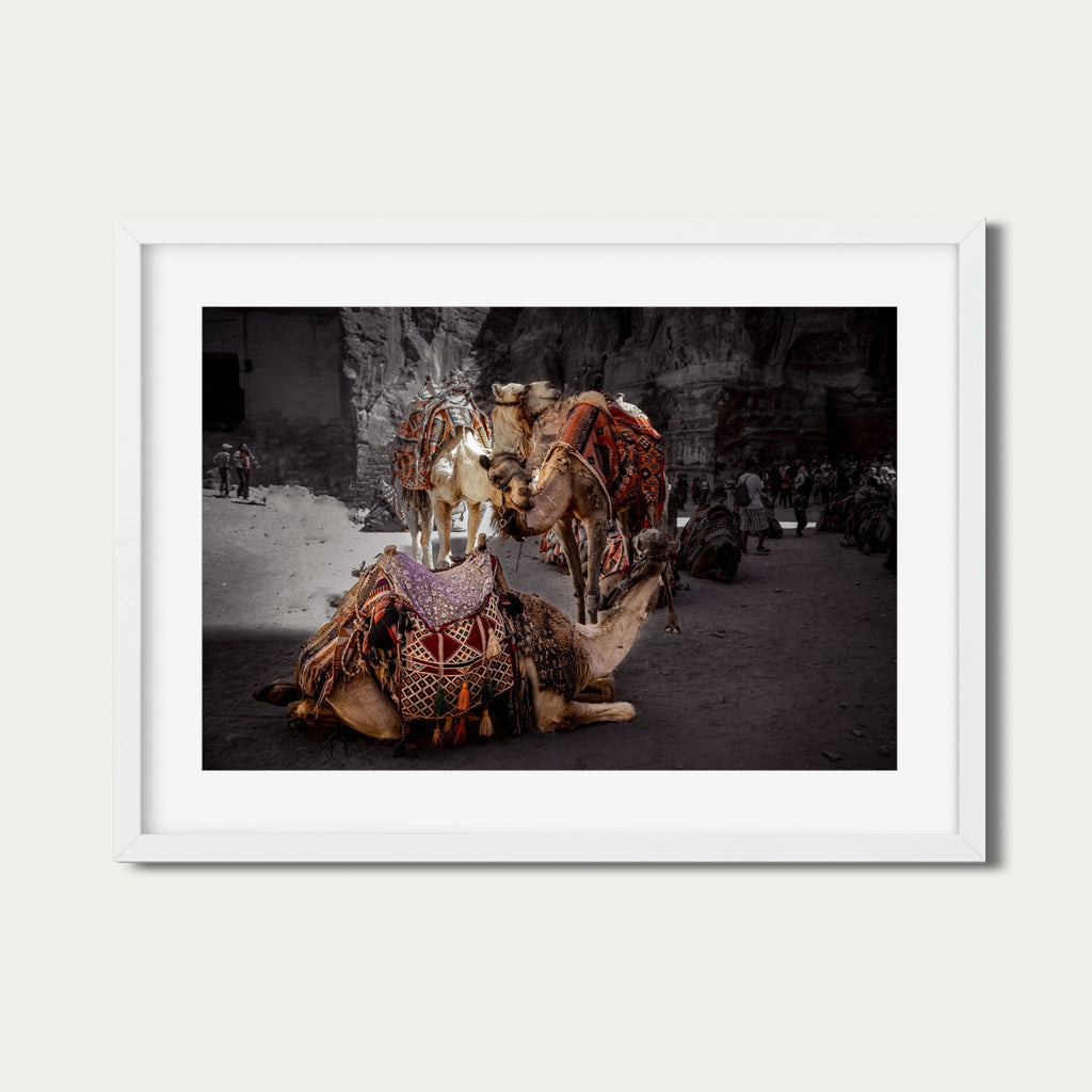 Rest in Petra – Camel Portraits in Petra, Jordan | Middle Eastern Fine Art Photography
