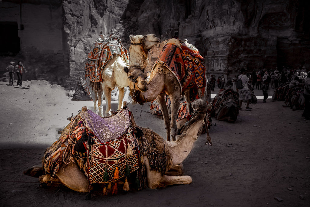 Rest in Petra – Camel Portraits in Petra, Jordan | Middle Eastern Fine Art Photography