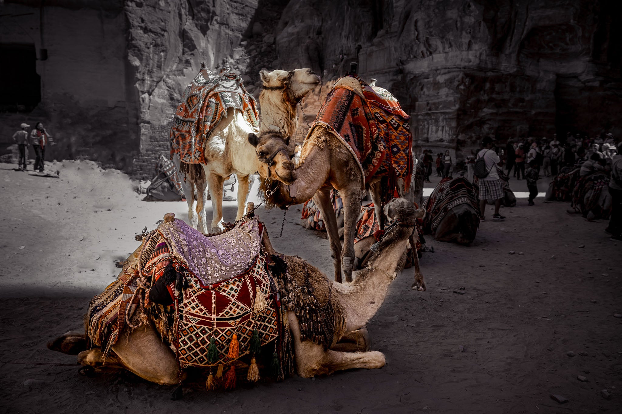 Rest in Petra – Camel Portraits in Petra, Jordan | Middle Eastern Fine Art Photography