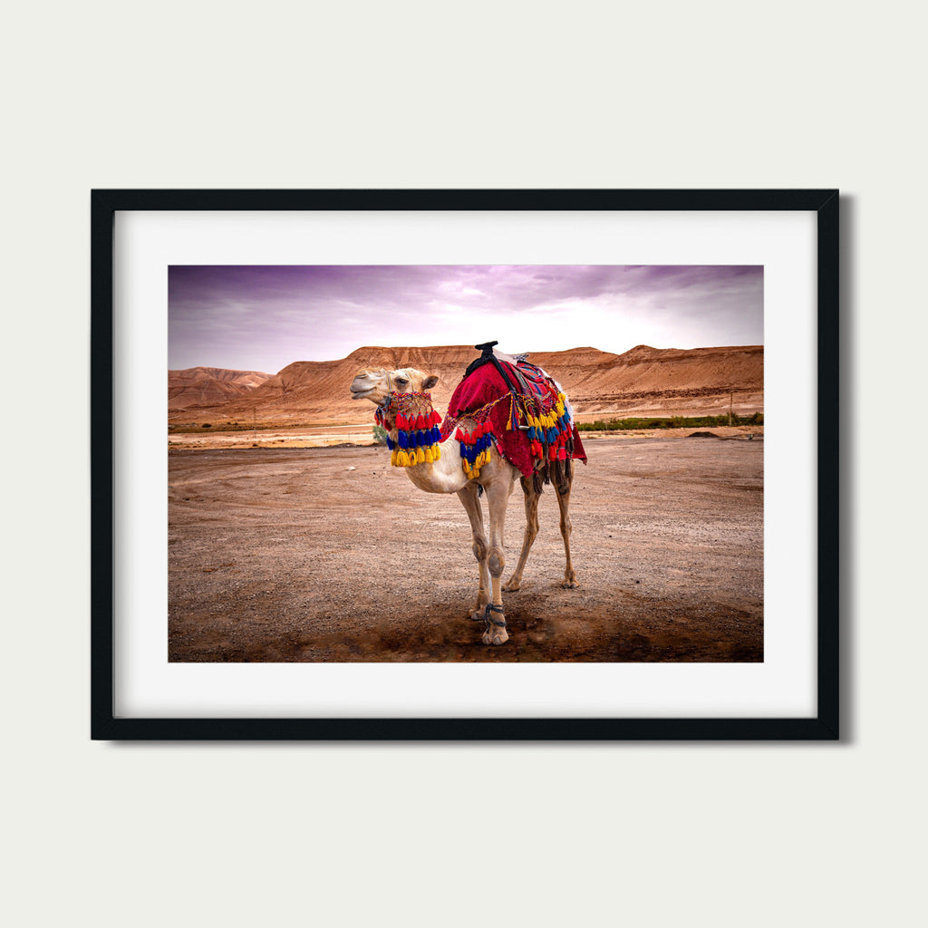 Spirit of the Desert – Bedouin Camel in Wadi Rum, Jordan | Fine Art Photography Print