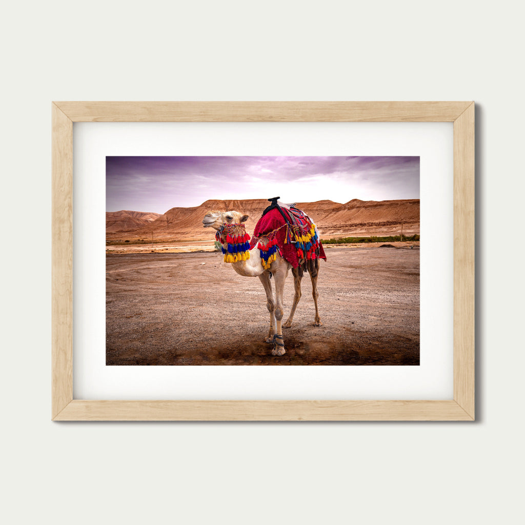 Spirit of the Desert – Bedouin Camel in Wadi Rum, Jordan | Fine Art Photography Print