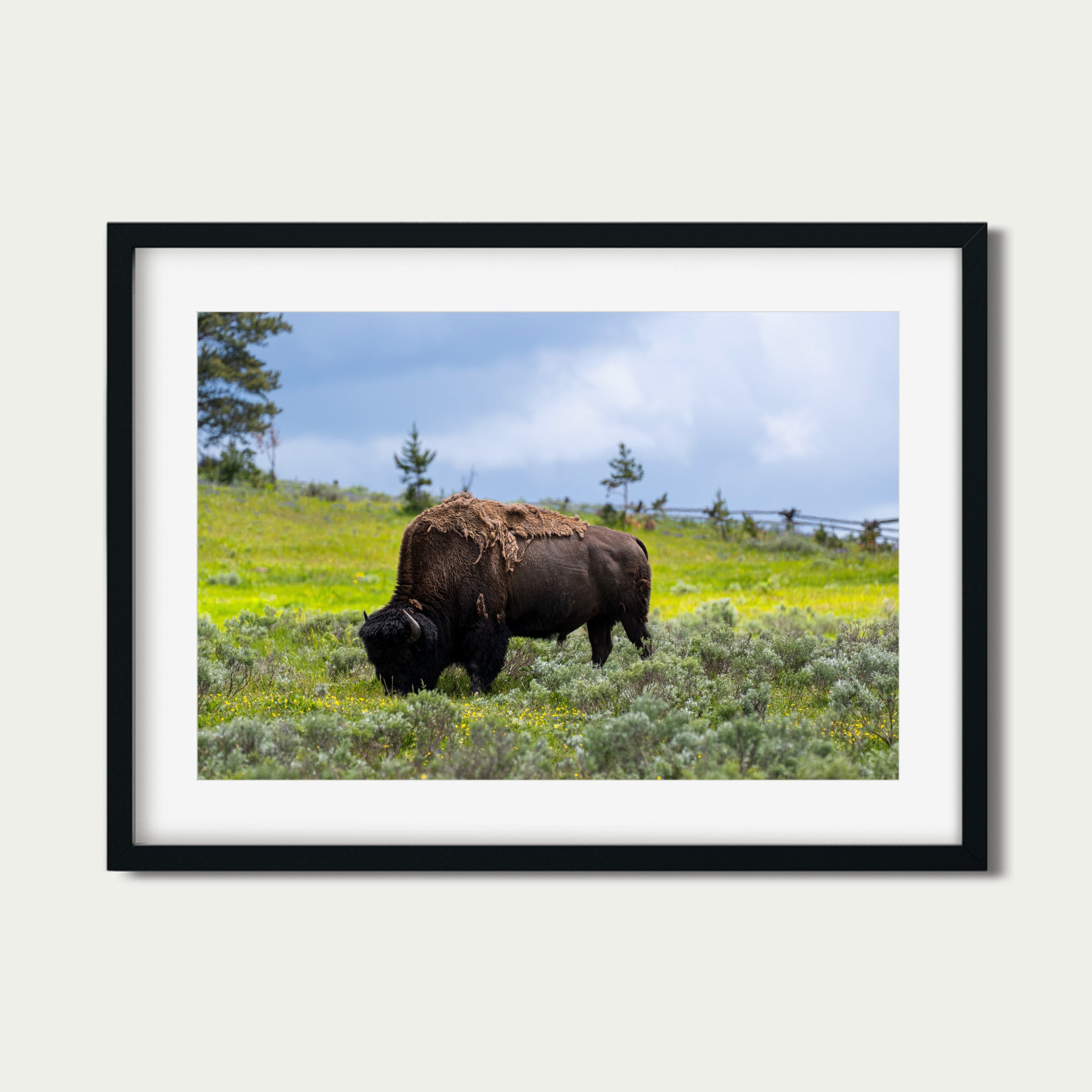 Silent Strength - Lamar Valley | Yellowstone Fine Art Print