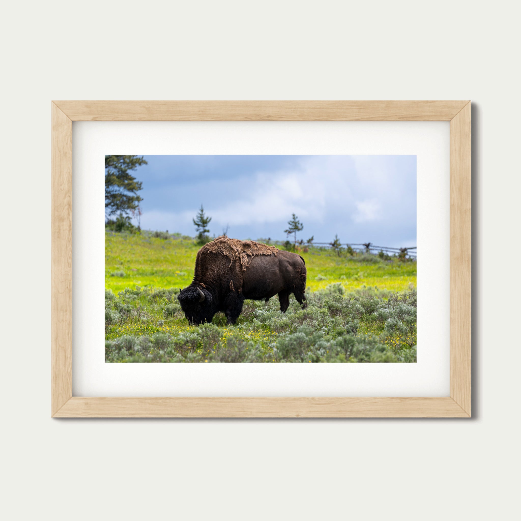 Silent Strength - Lamar Valley | Yellowstone Fine Art Print