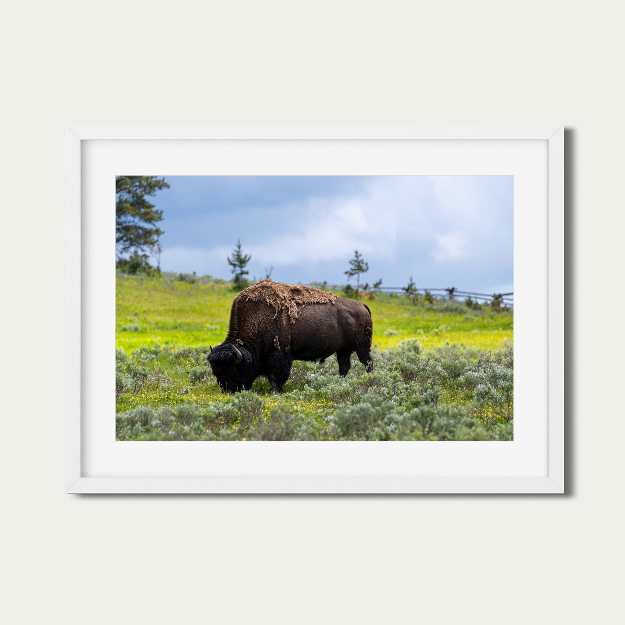 Silent Strength - Lamar Valley | Yellowstone Fine Art Print