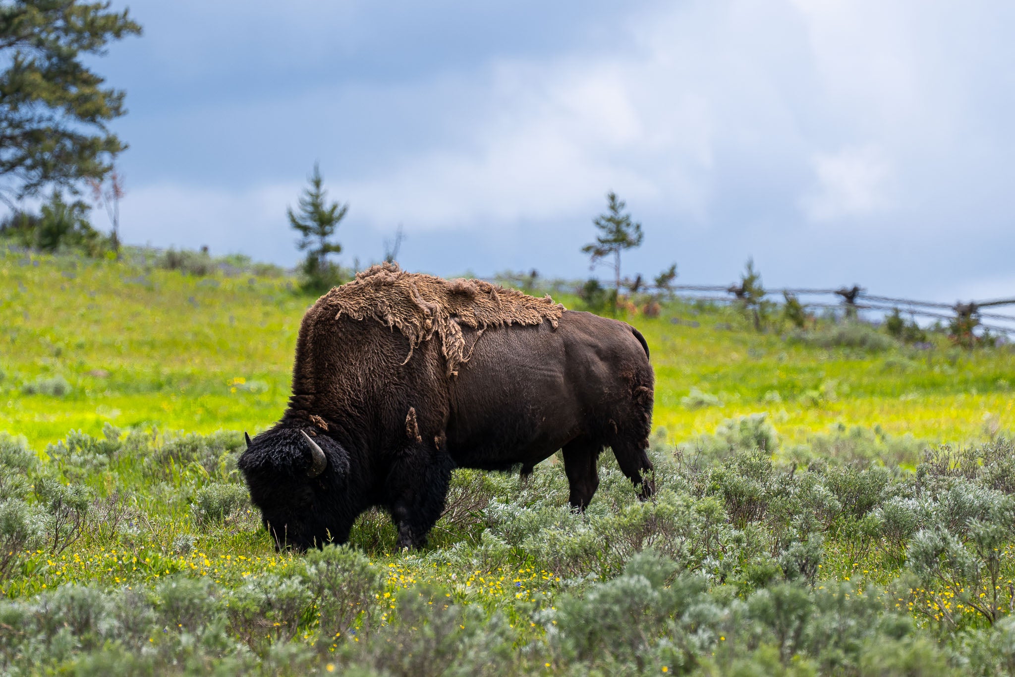 Silent Strength - Lamar Valley | Yellowstone Fine Art Print