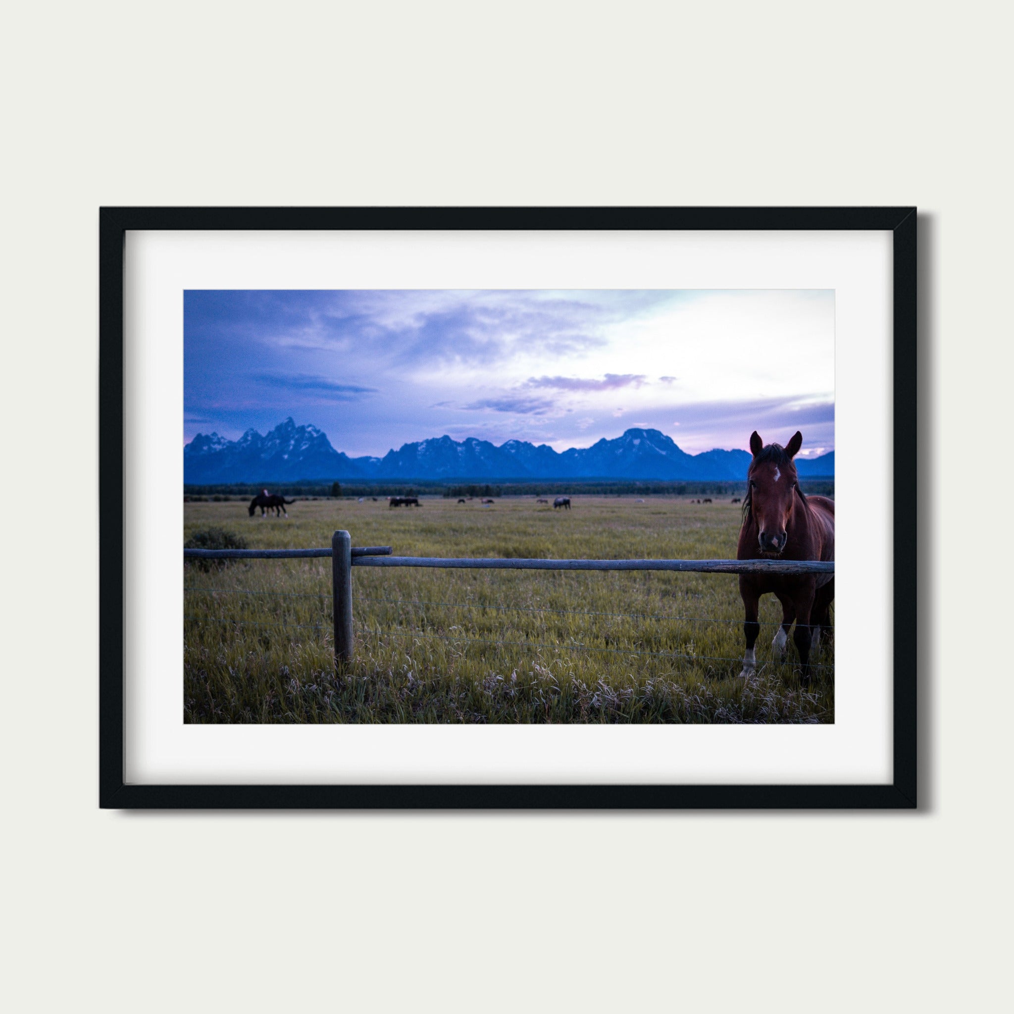 Soft Eye | Fine Art Horse Photography Print | Grand Teton National Park