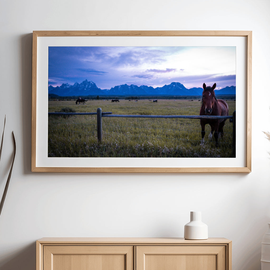 Soft Eye | Fine Art Horse Photography Print | Grand Teton National Park
