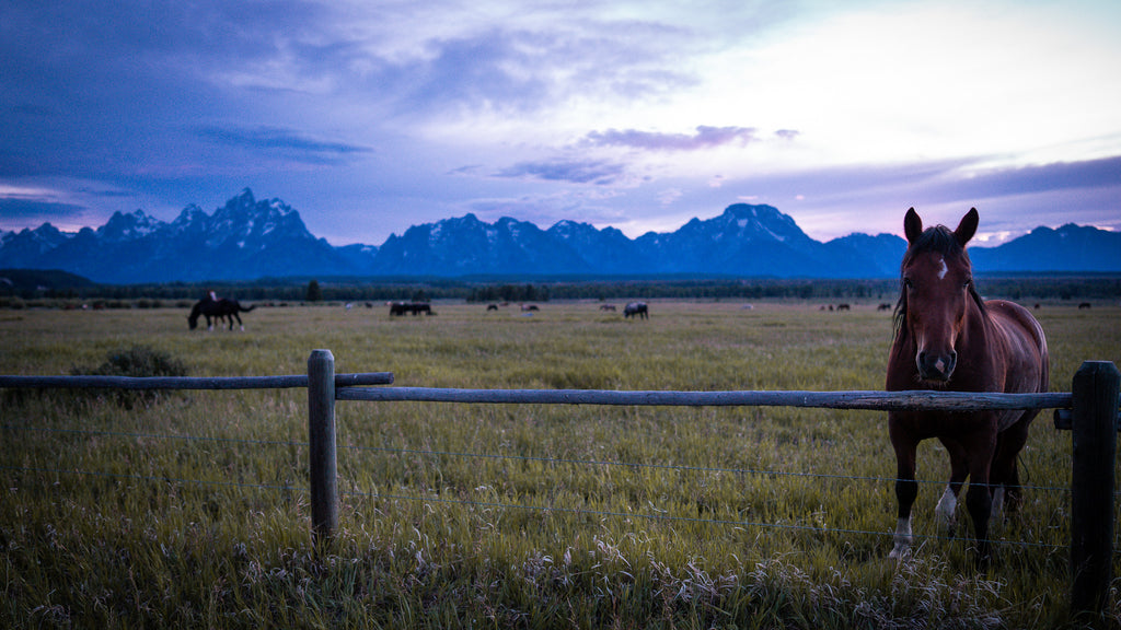 Soft Eye | Fine Art Horse Photography Print | Grand Teton National Park