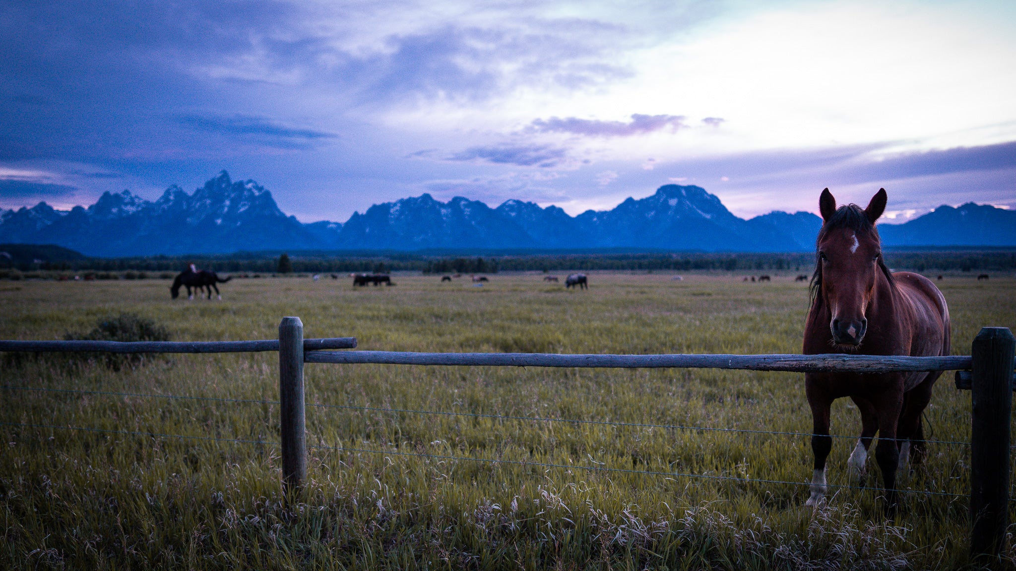 Soft Eye | Fine Art Horse Photography Print | Grand Teton National Park