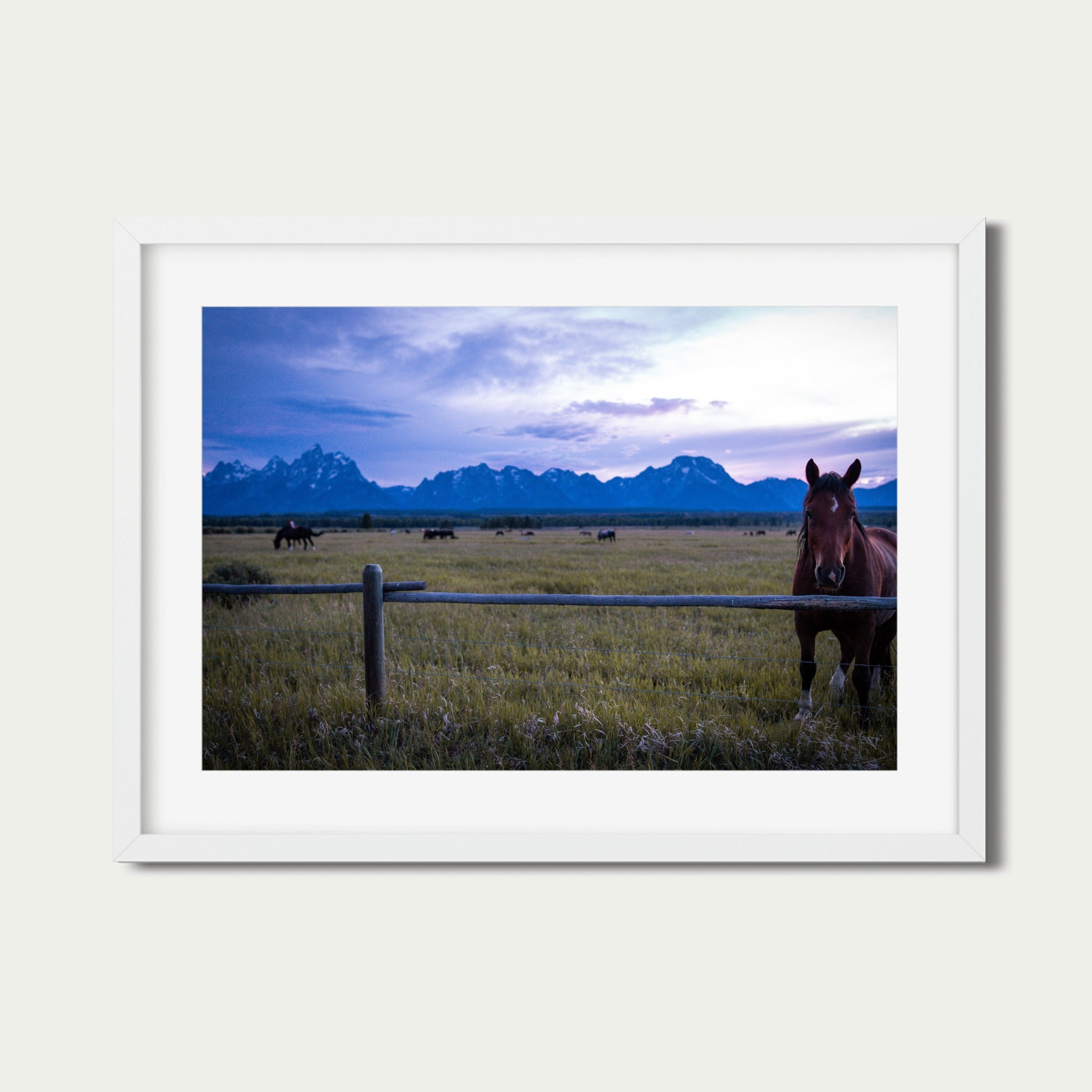 Soft Eye | Fine Art Horse Photography Print | Grand Teton National Park