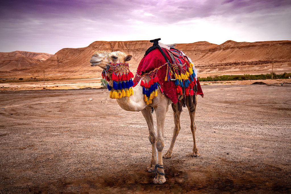Spirit of the Desert – Bedouin Camel in Wadi Rum, Jordan | Fine Art Photography Print