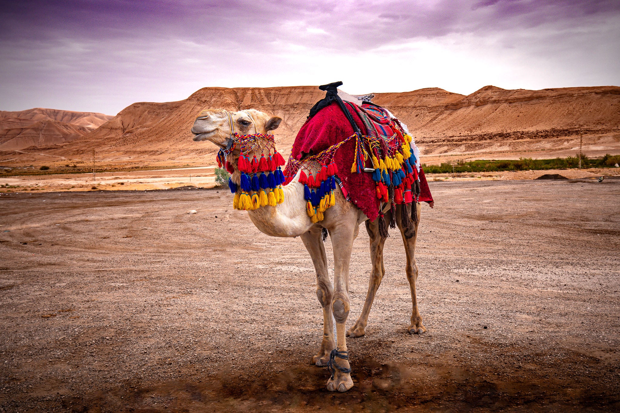 Spirit of the Desert – Bedouin Camel in Wadi Rum, Jordan | Fine Art Photography Print