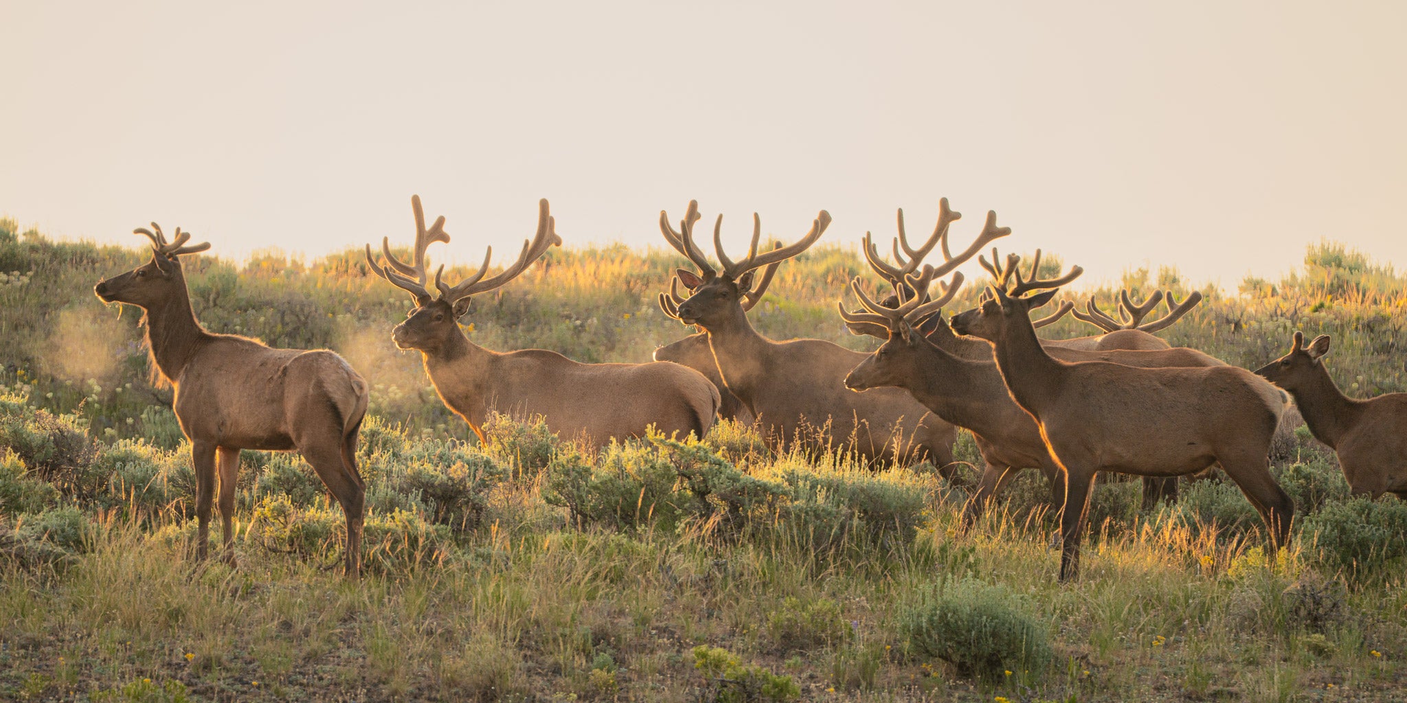 The Velvet Hour | Grand Tetons Wildlife Fine Art Print