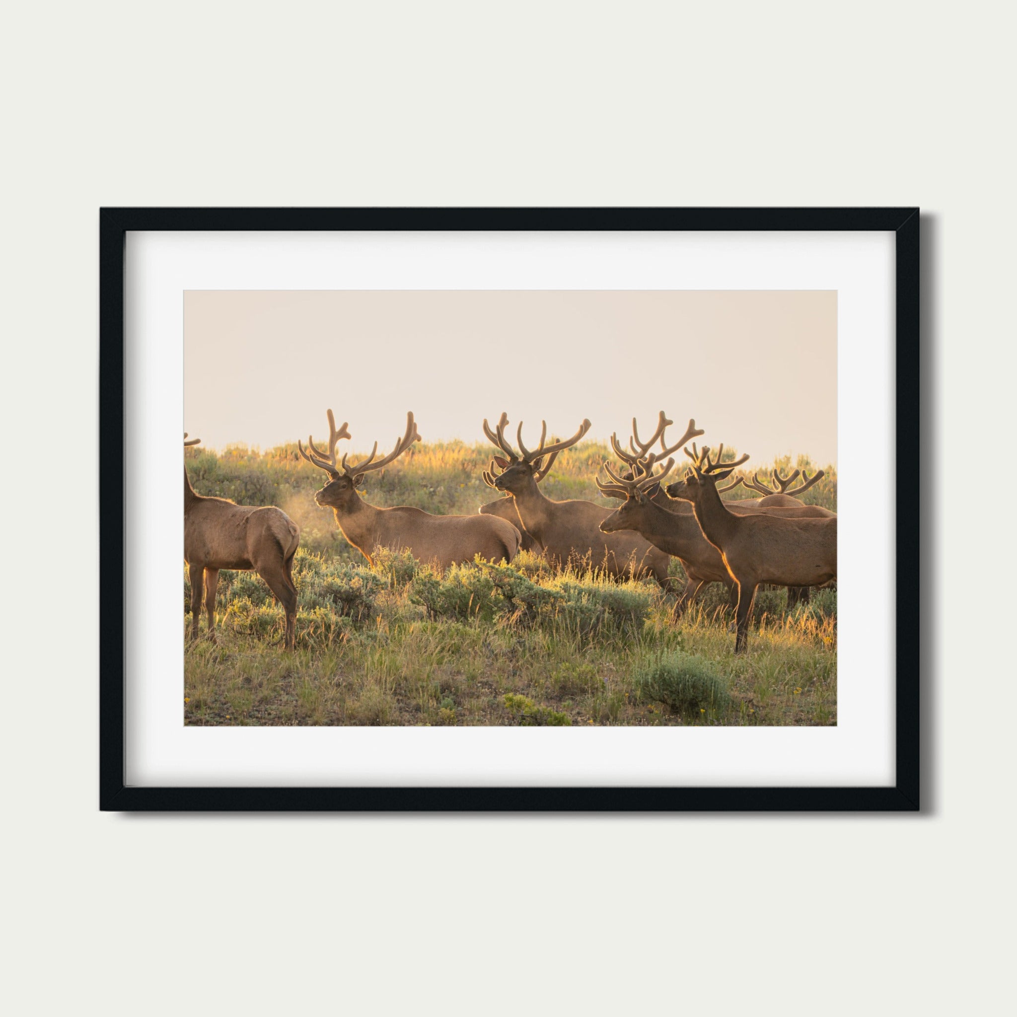 The Velvet Hour | Grand Tetons Wildlife Fine Art Print
