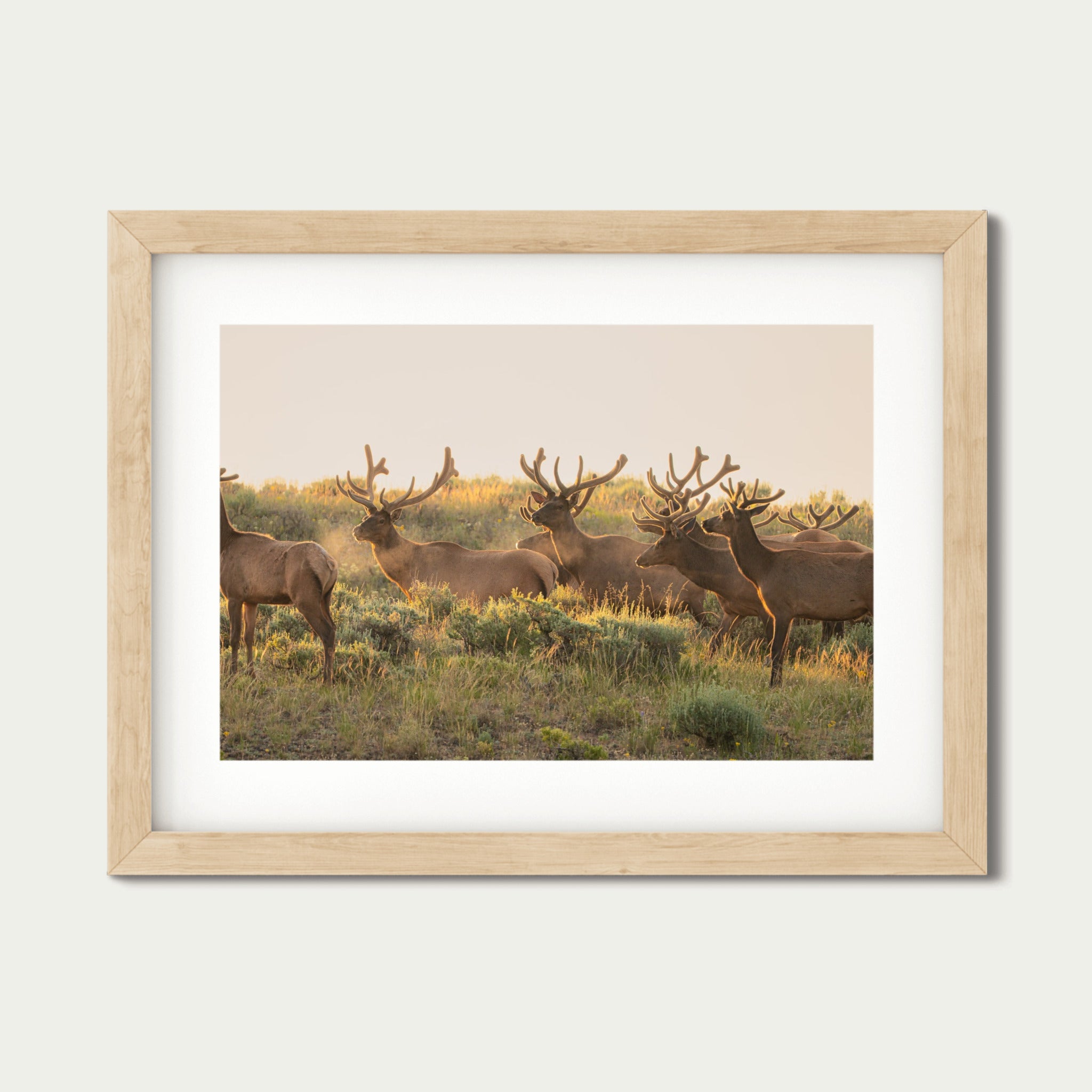 The Velvet Hour | Grand Tetons Wildlife Fine Art Print