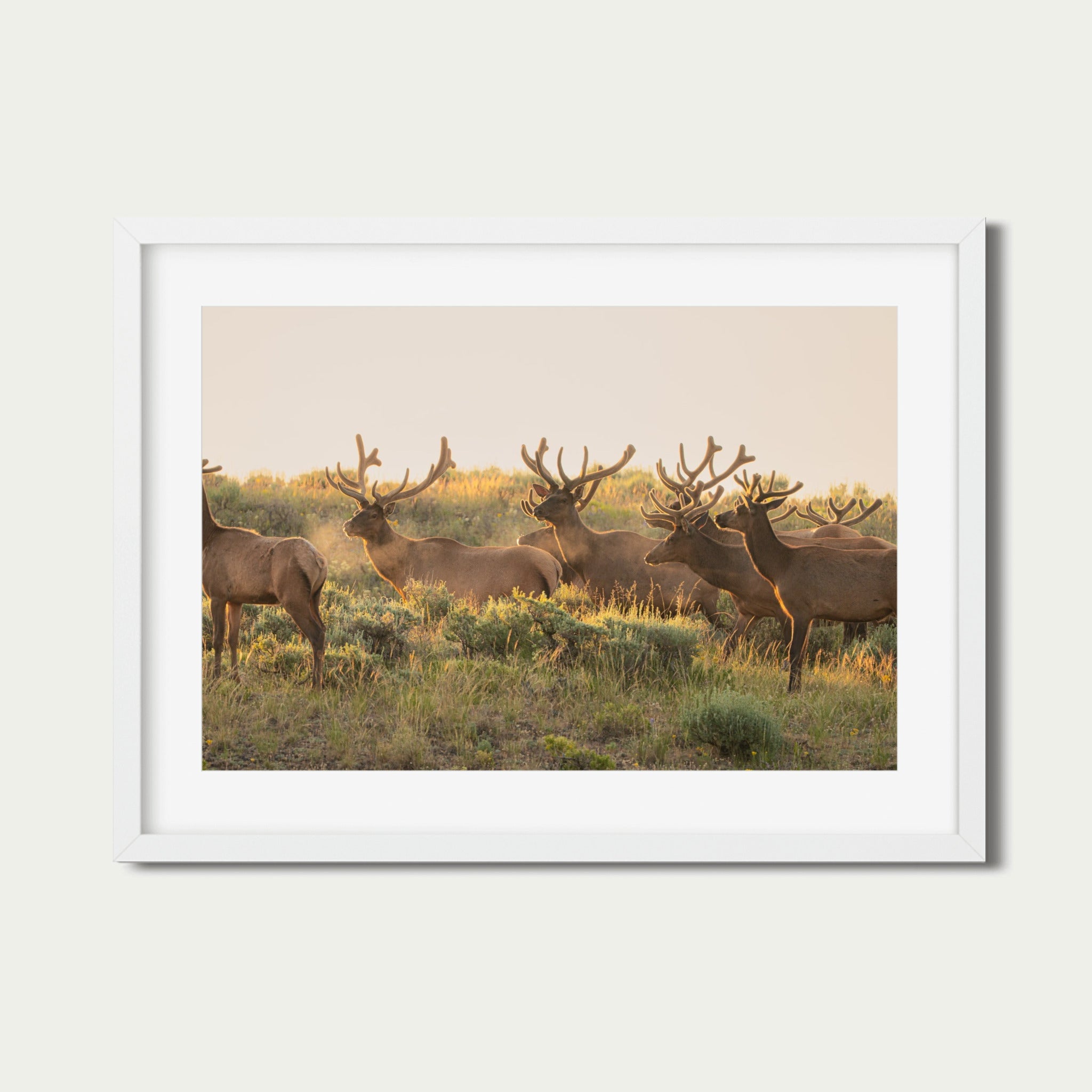 The Velvet Hour | Grand Tetons Wildlife Fine Art Print