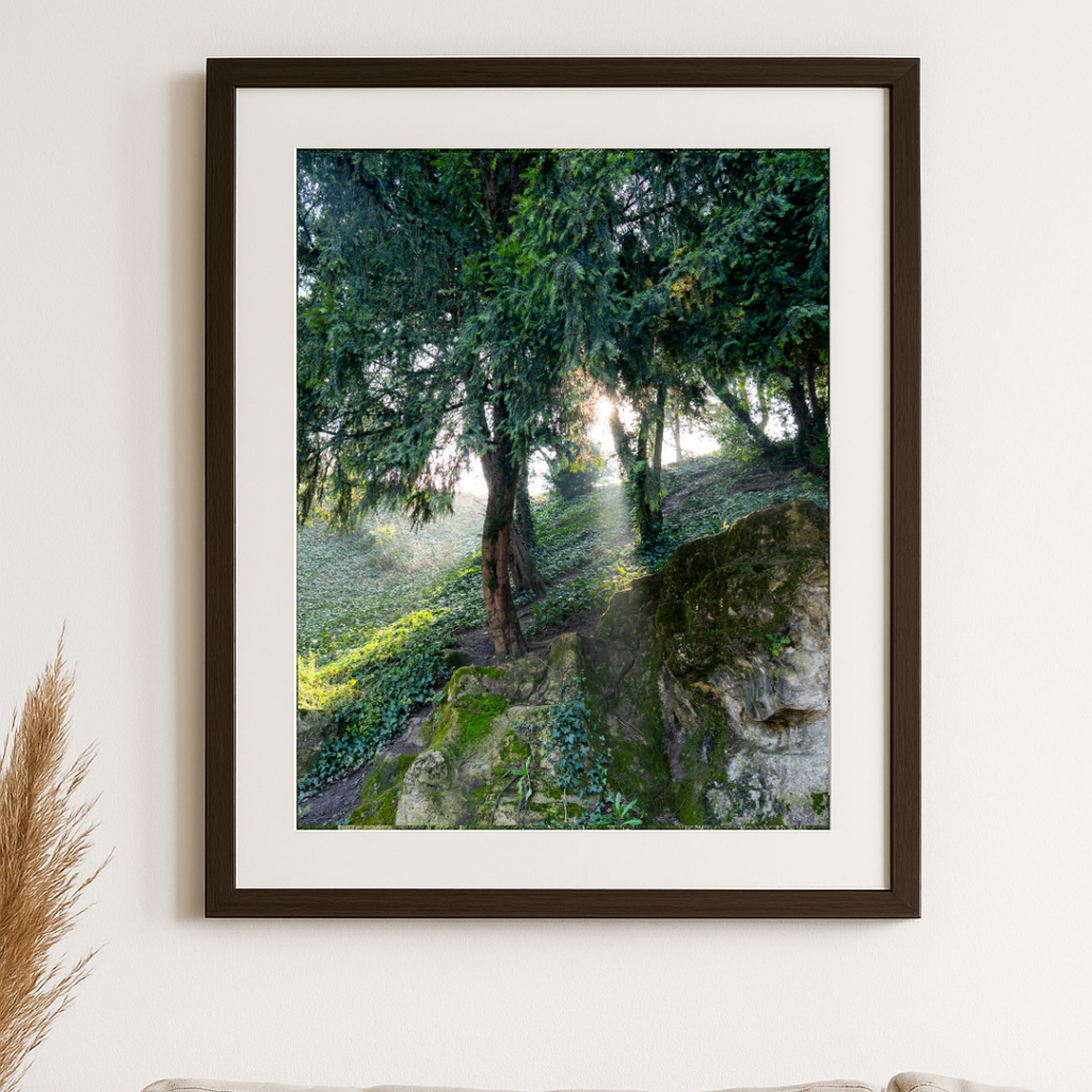 The Light in Paris – Fine Art Print of Morning Forest Light in Paris