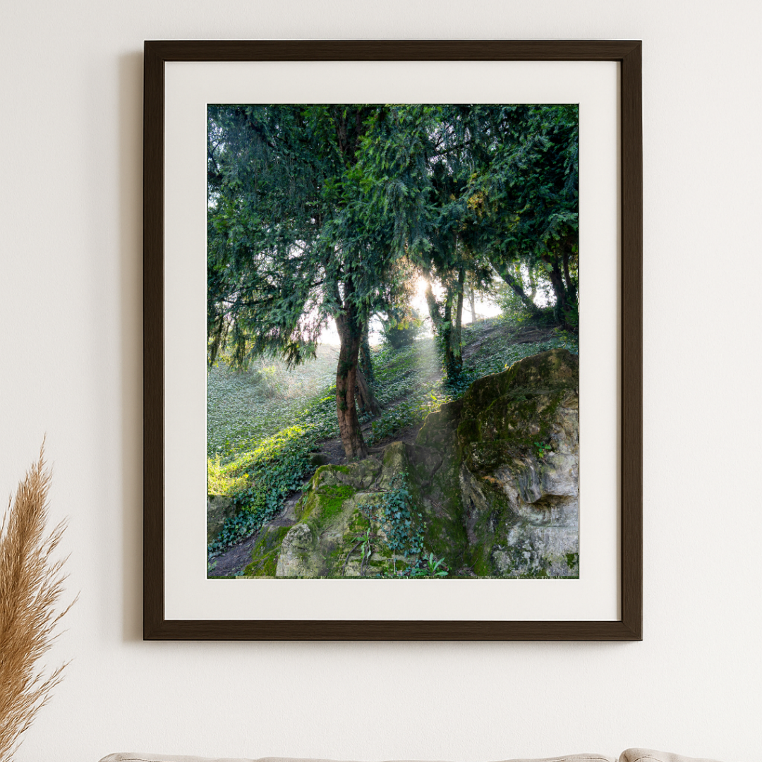 The Light in Paris – Fine Art Print of Morning Forest Light in Paris