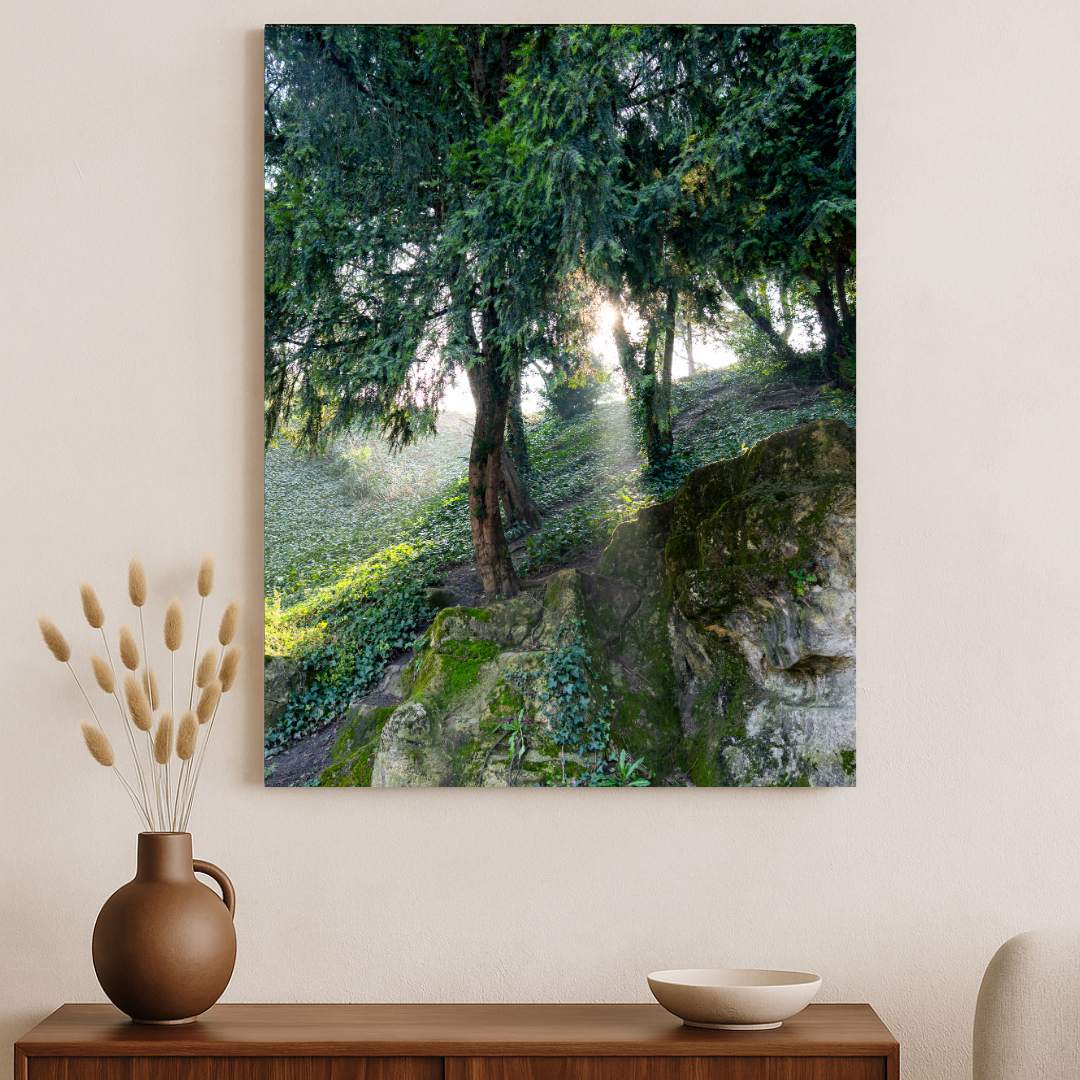The Light in Paris – Fine Art Print of Morning Forest Light in Paris