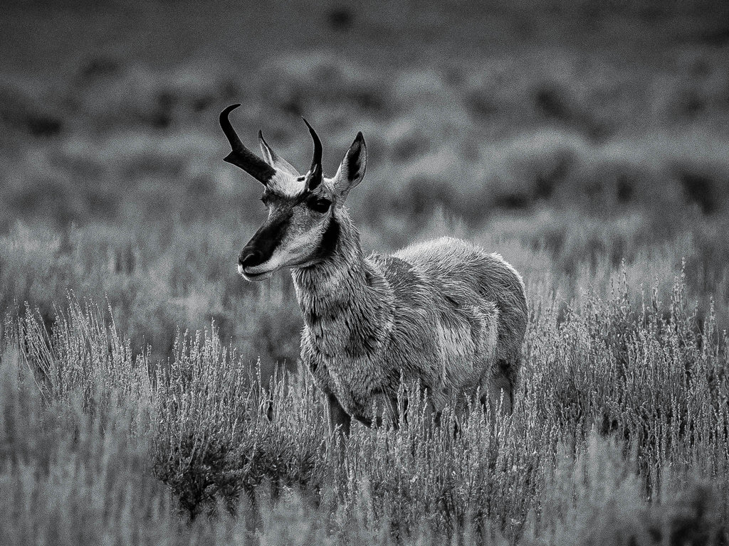 The Scout | Yellowstone Wildlife Fine Art Print