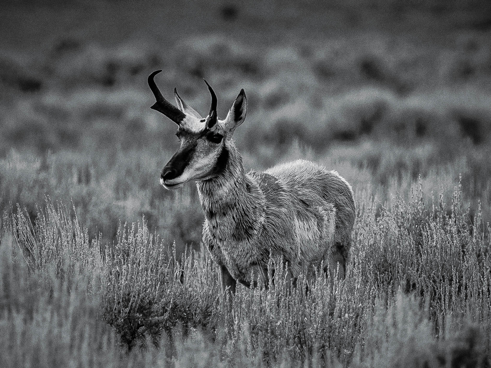 The Scout | Yellowstone Wildlife Fine Art Print
