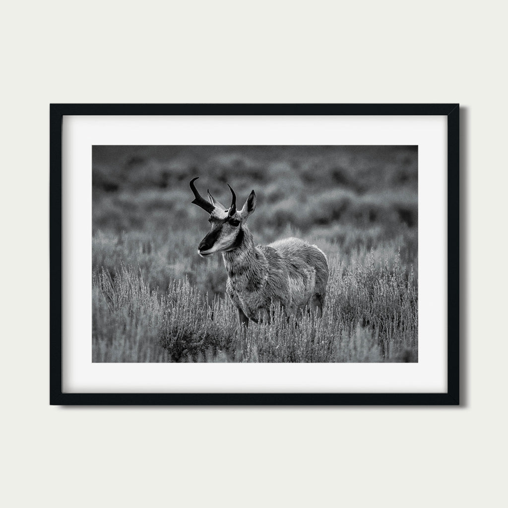 The Scout | Yellowstone Wildlife Fine Art Print
