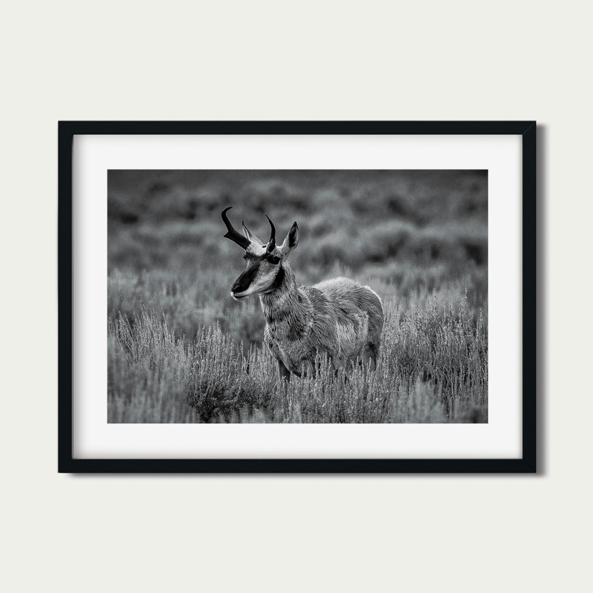 The Scout | Yellowstone Wildlife Fine Art Print