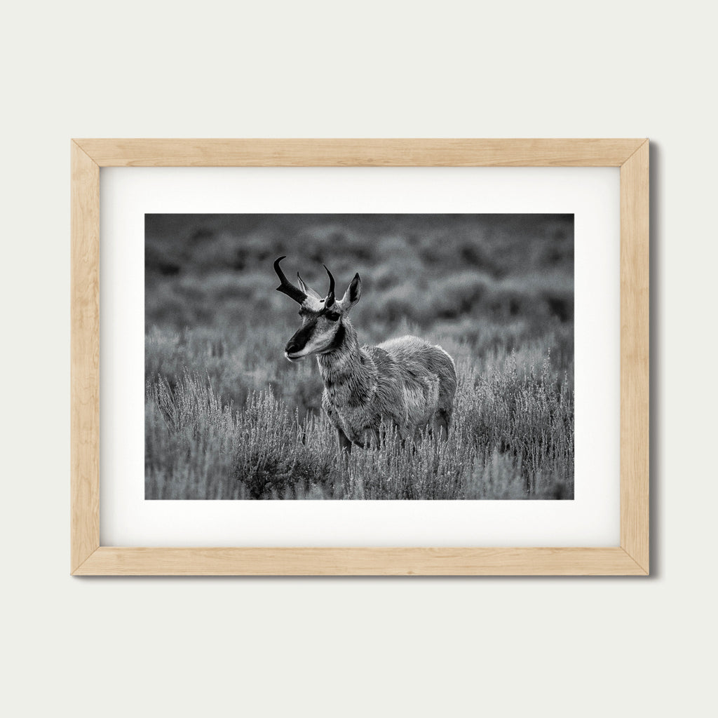 The Scout | Yellowstone Wildlife Fine Art Print