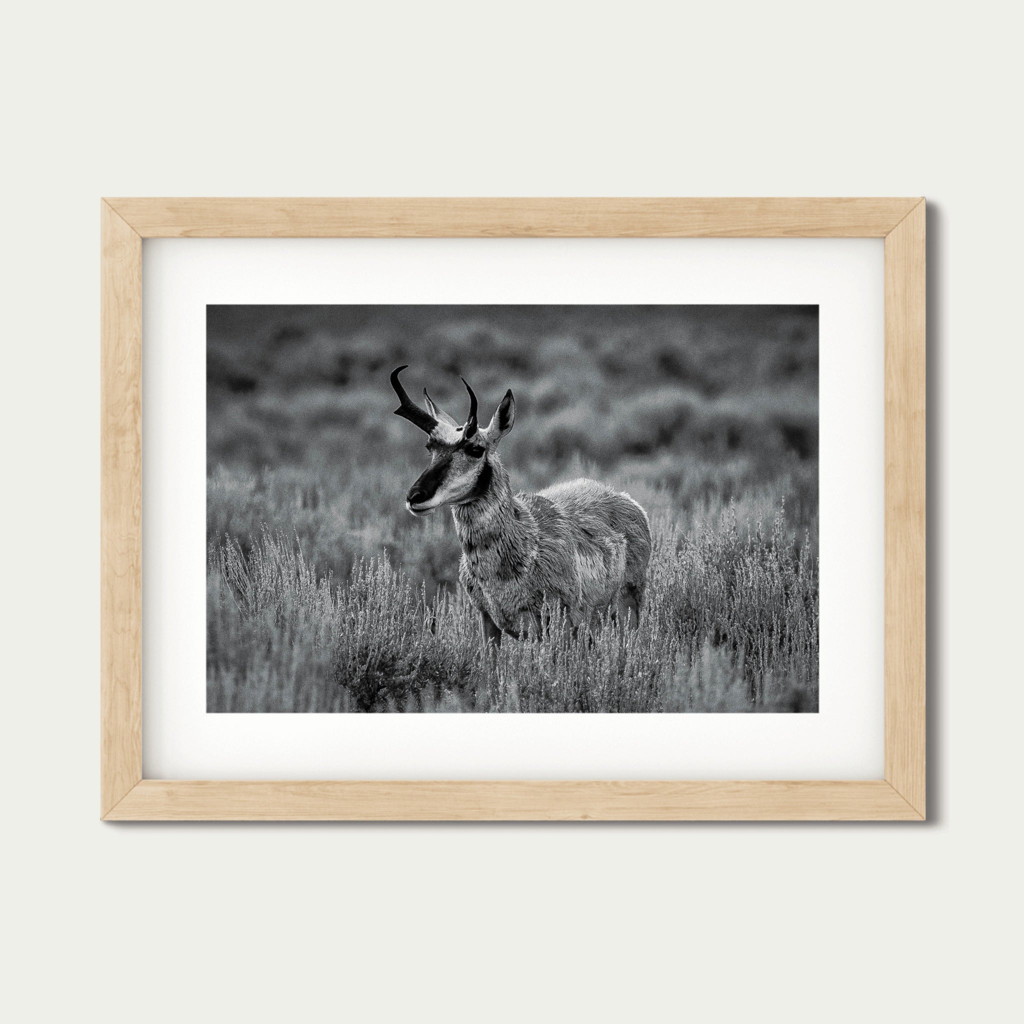 The Scout | Yellowstone Wildlife Fine Art Print