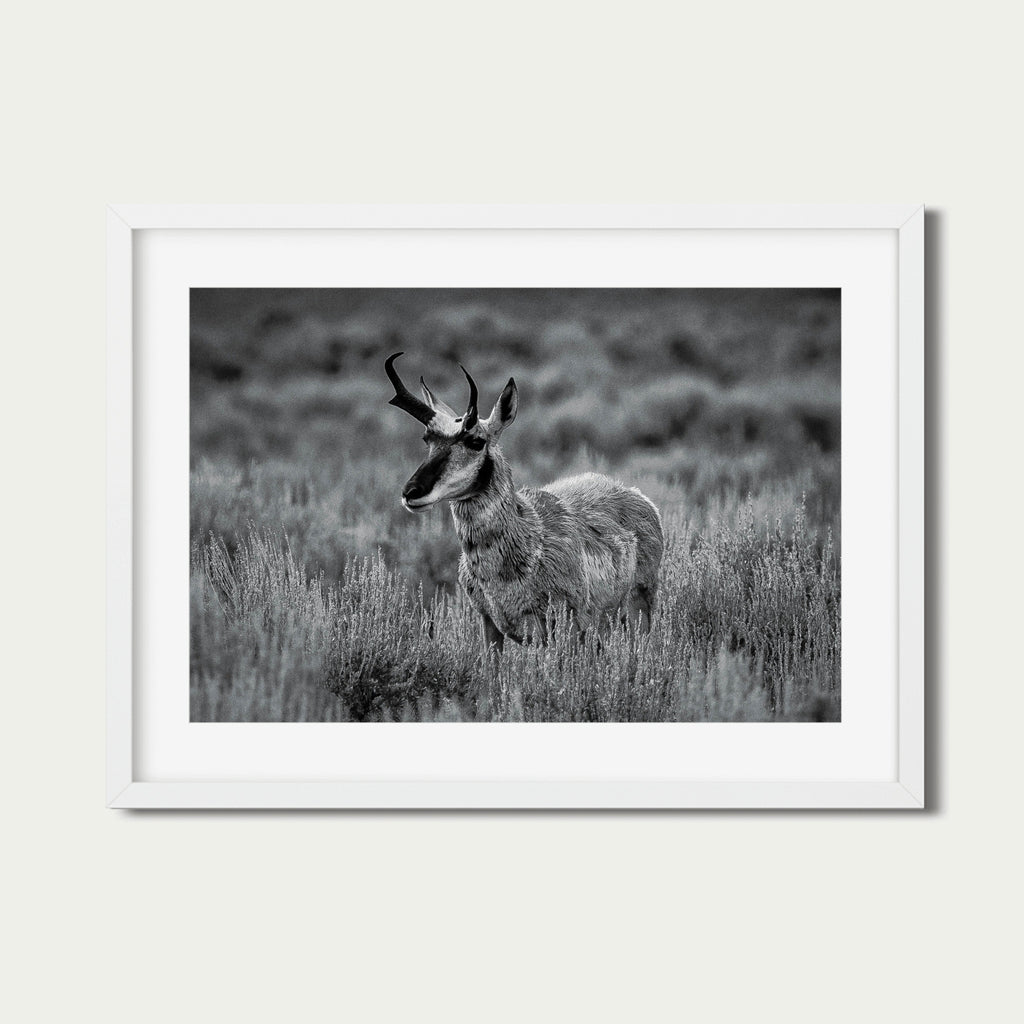 The Scout | Yellowstone Wildlife Fine Art Print