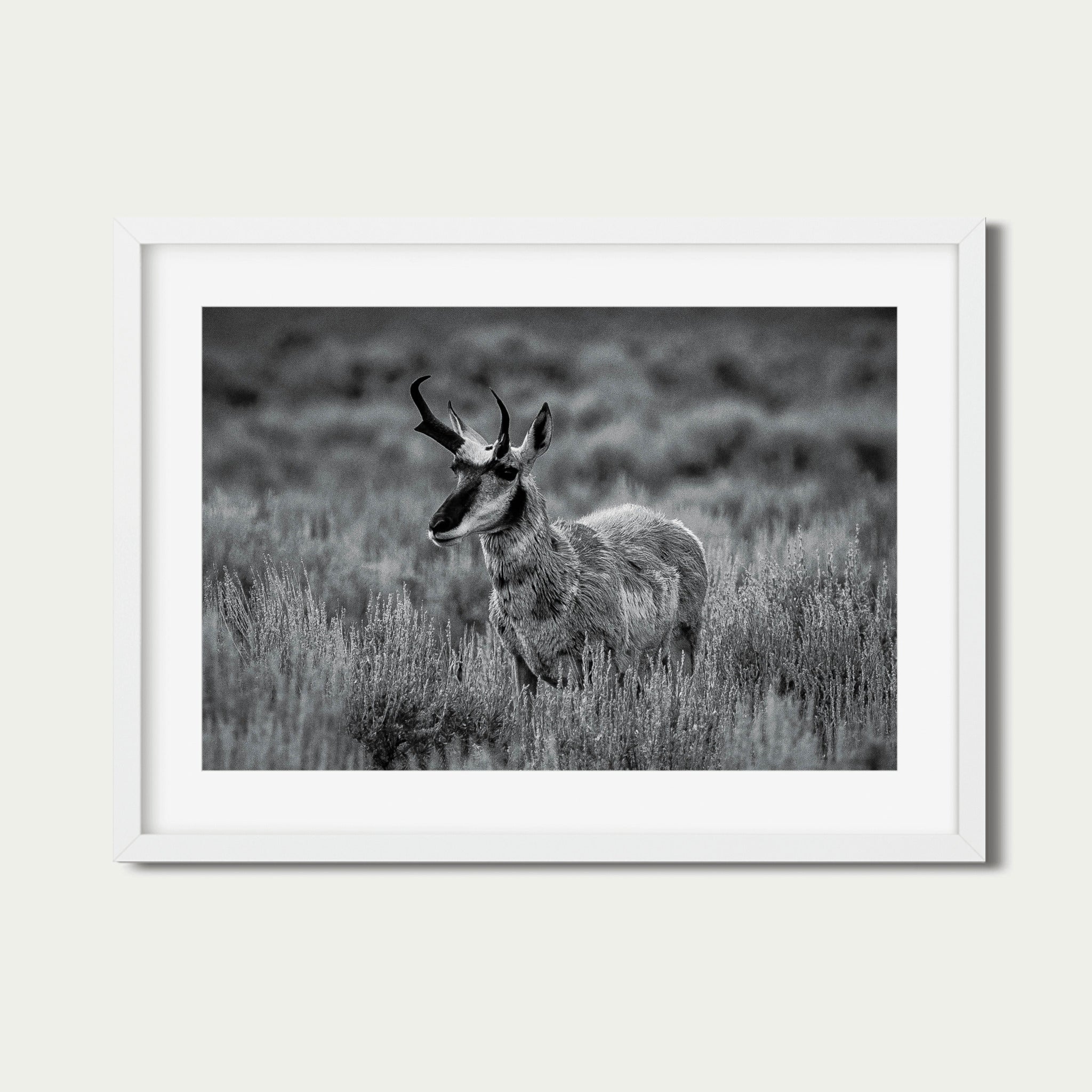 The Scout | Yellowstone Wildlife Fine Art Print