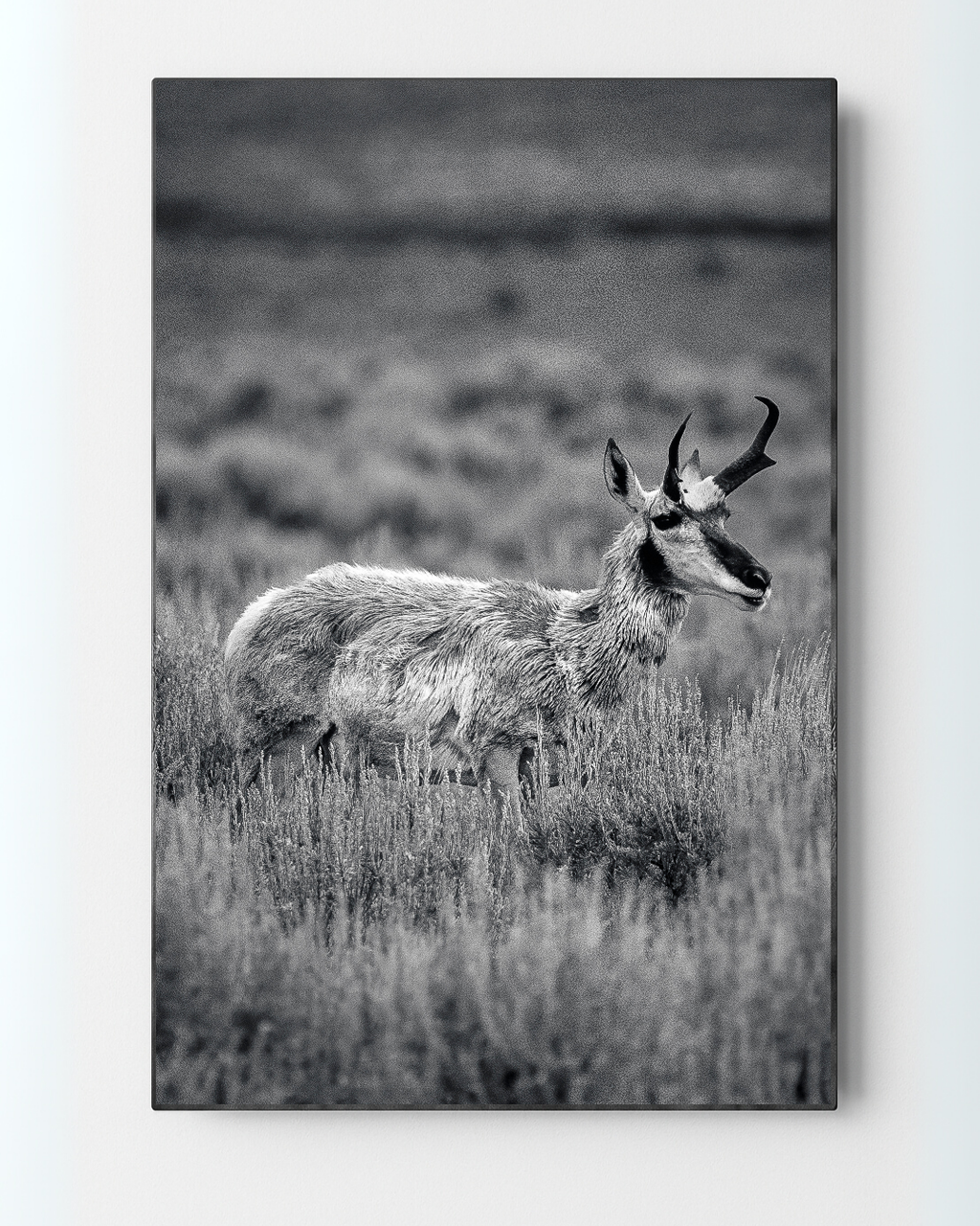 The Veteran | Yellowstone Wildlife Fine Art Print
