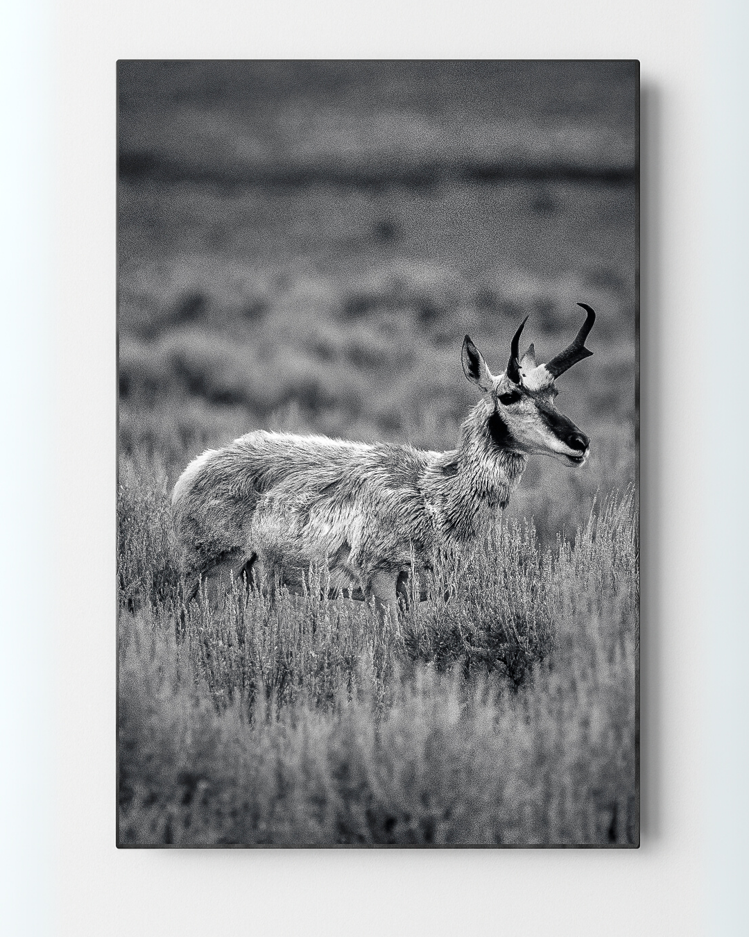 The Veteran | Yellowstone Wildlife Fine Art Print