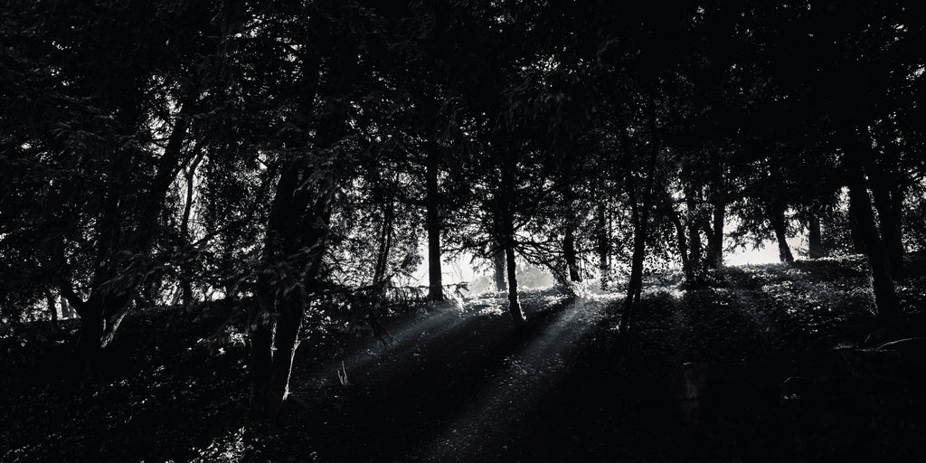 The Light – Paris Photography Print | Peaceful Nature Wall Art