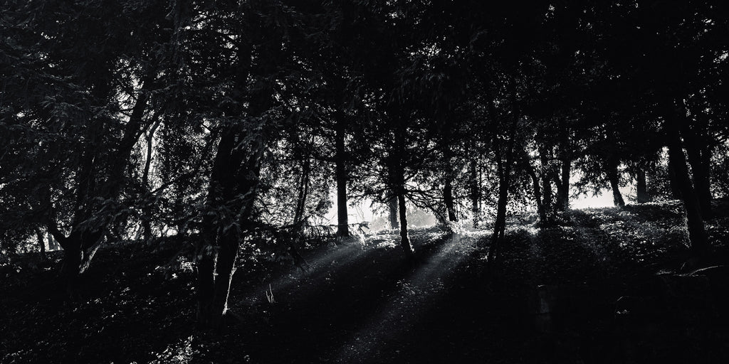 The Light – Paris Photography Print | Peaceful Nature Wall Art