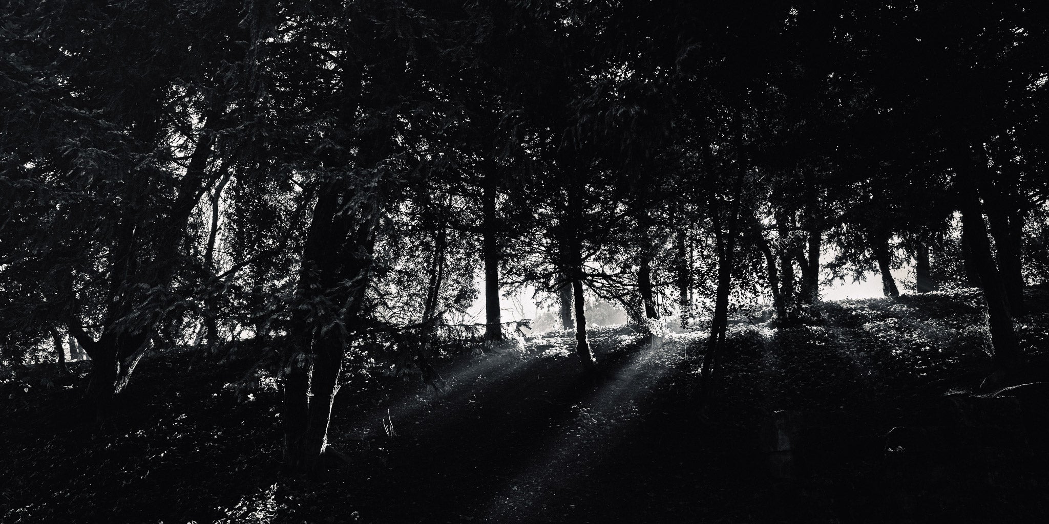 The Light – Paris Photography Print | Peaceful Nature Wall Art