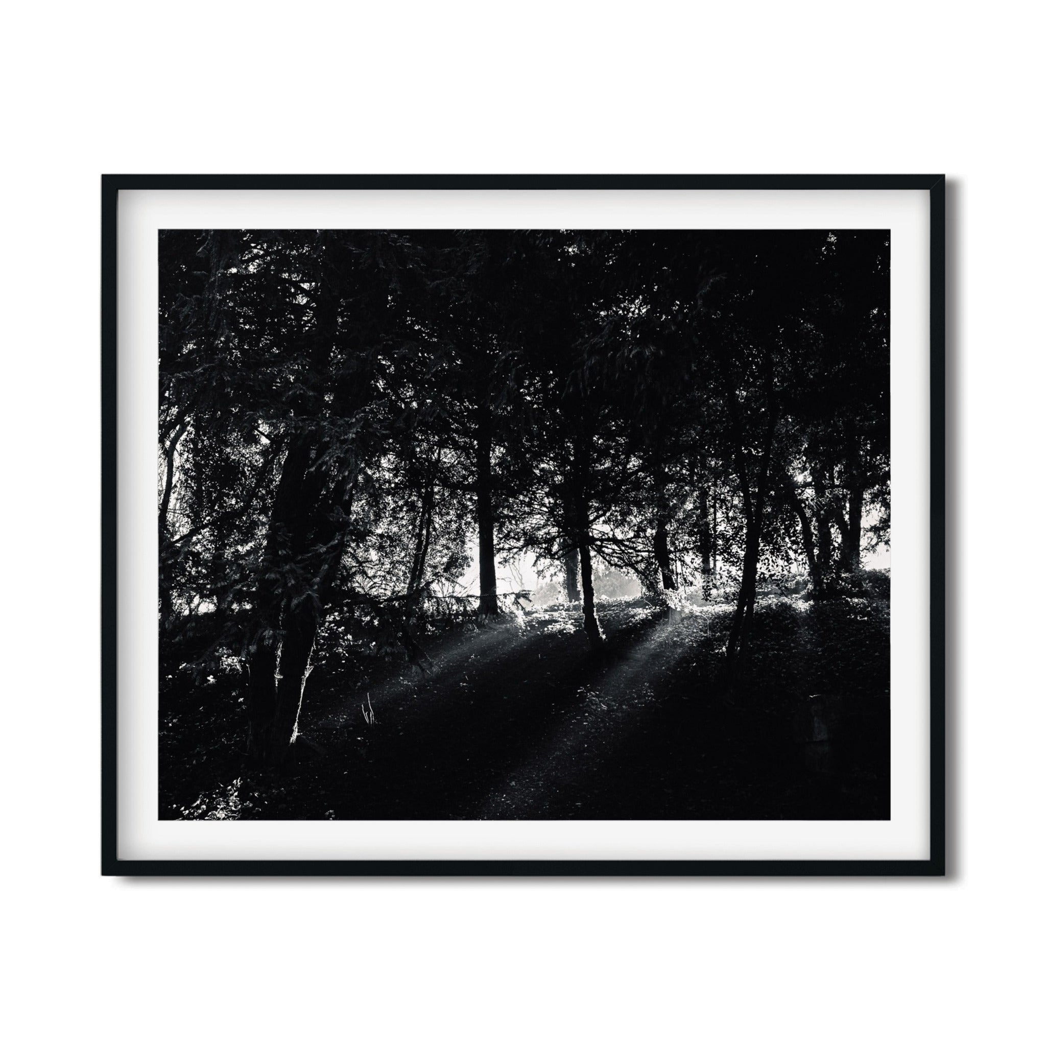 The Light – Paris Photography Print | Peaceful Nature Wall Art