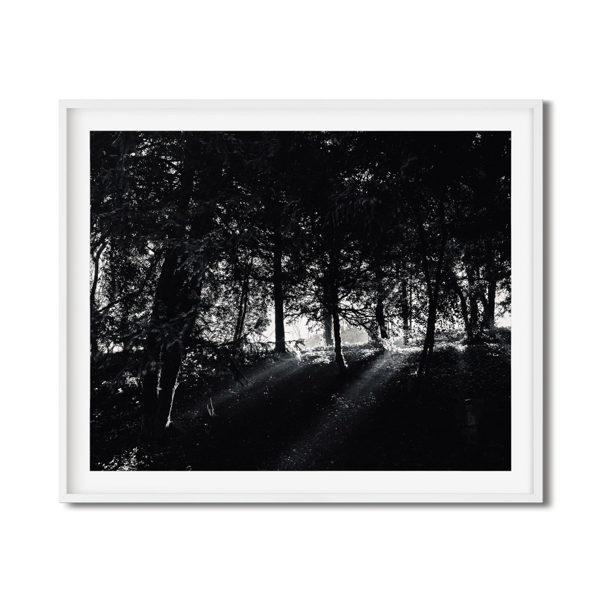 The Light – Paris Photography Print | Peaceful Nature Wall Art