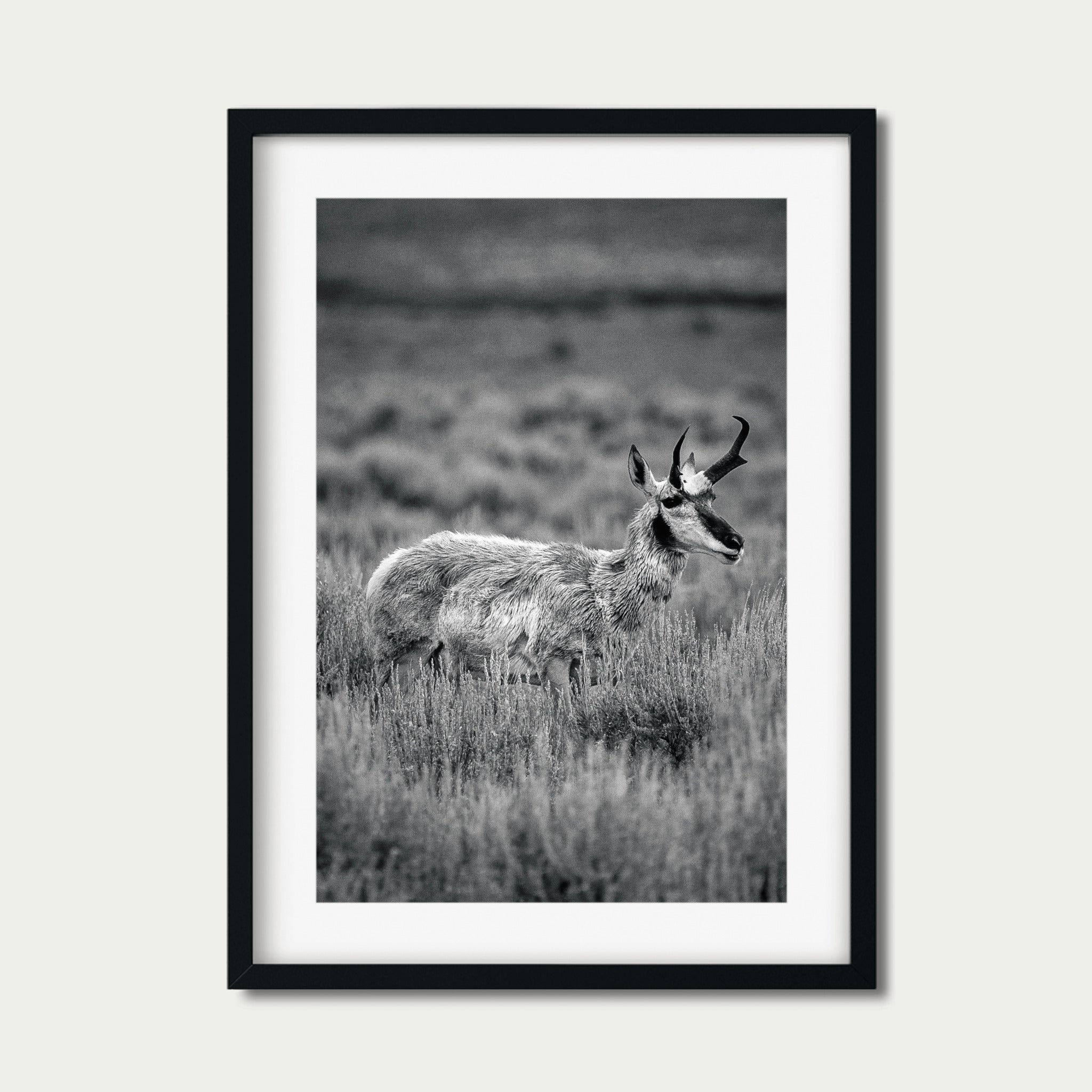 The Veteran | Yellowstone Wildlife Fine Art Print
