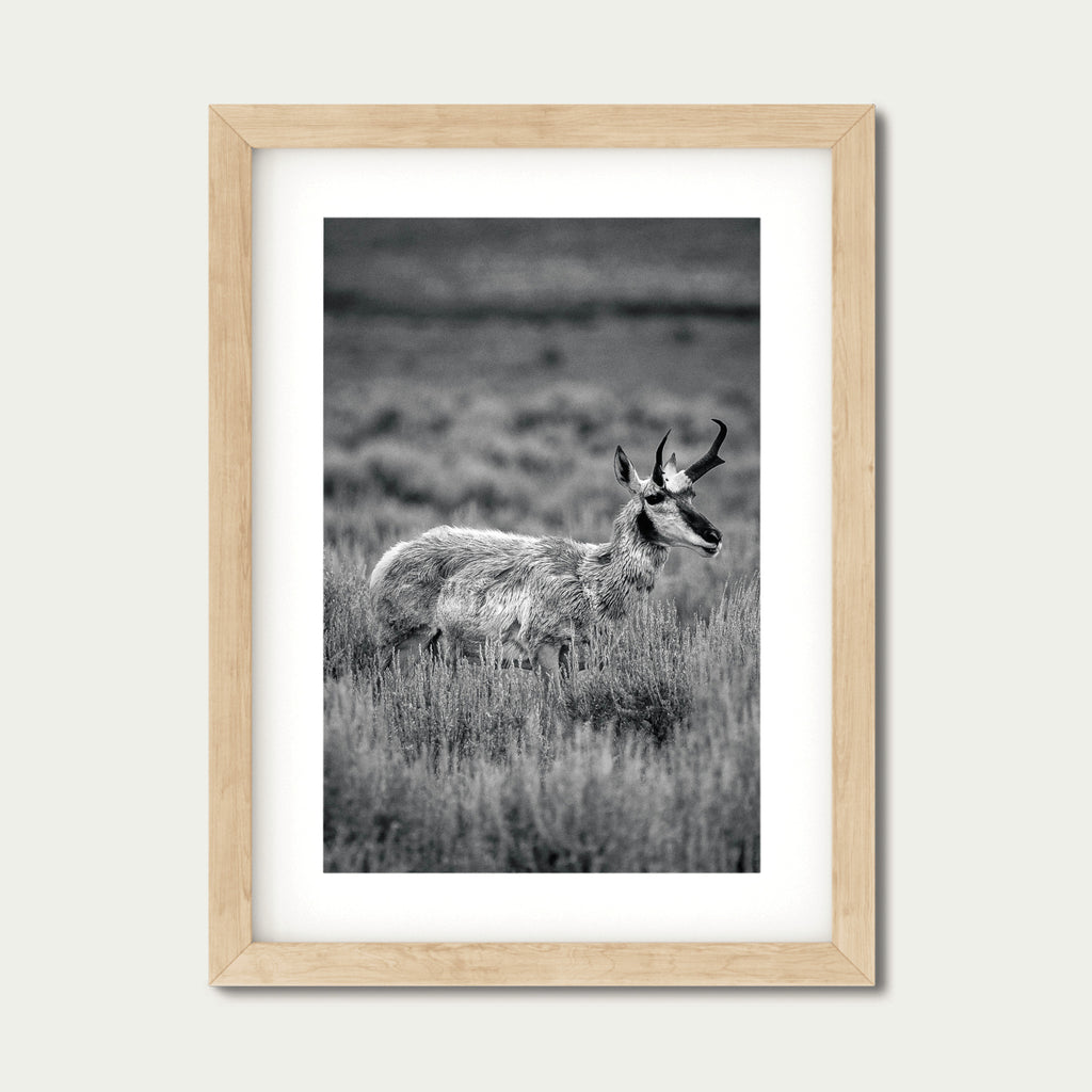 The Veteran | Yellowstone Wildlife Fine Art Print