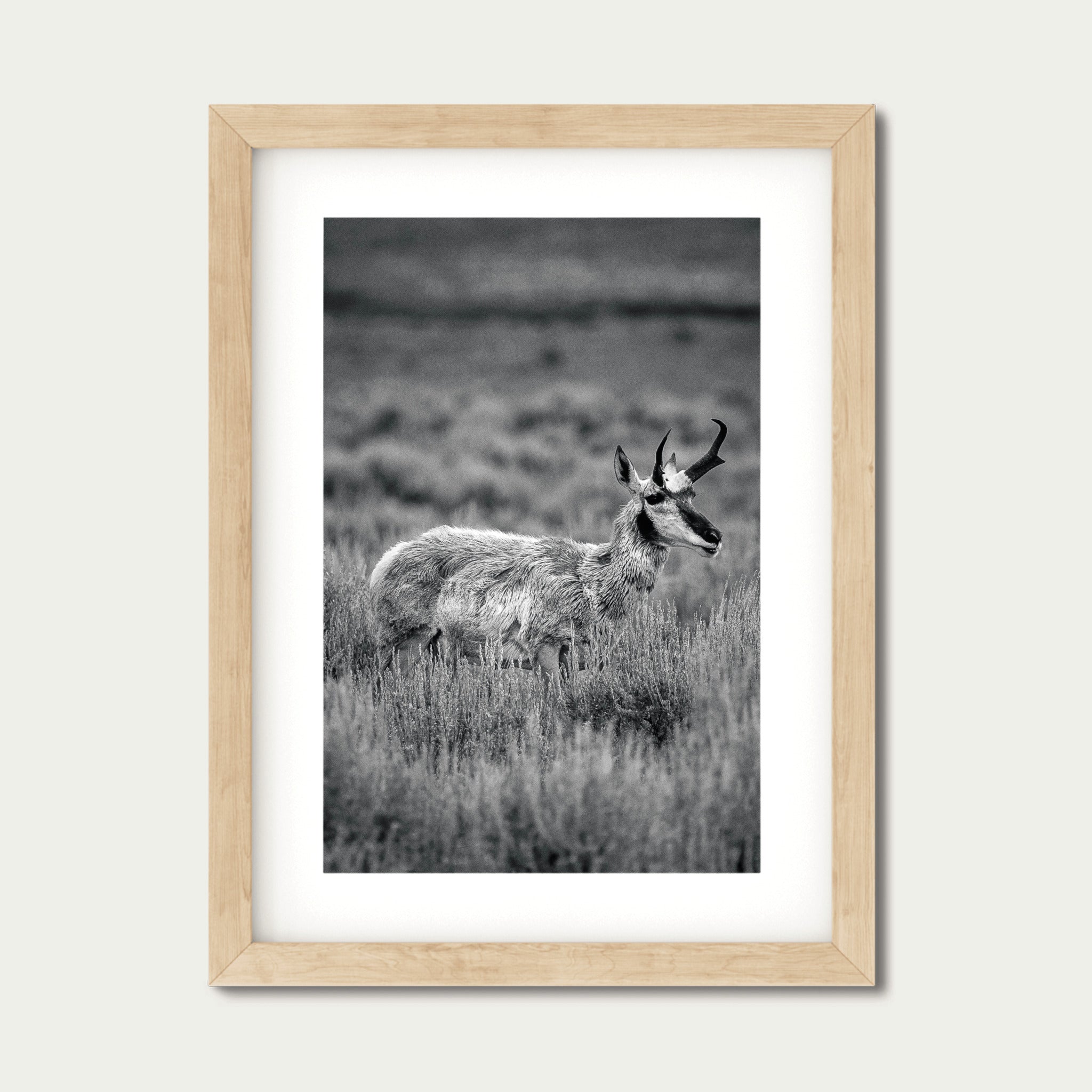 The Veteran | Yellowstone Wildlife Fine Art Print